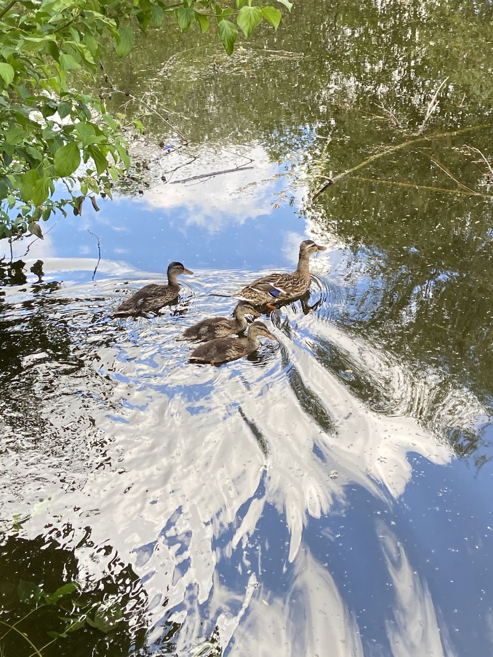 Apple iPhone 11 sample photo. Duck, chicks, pond photography