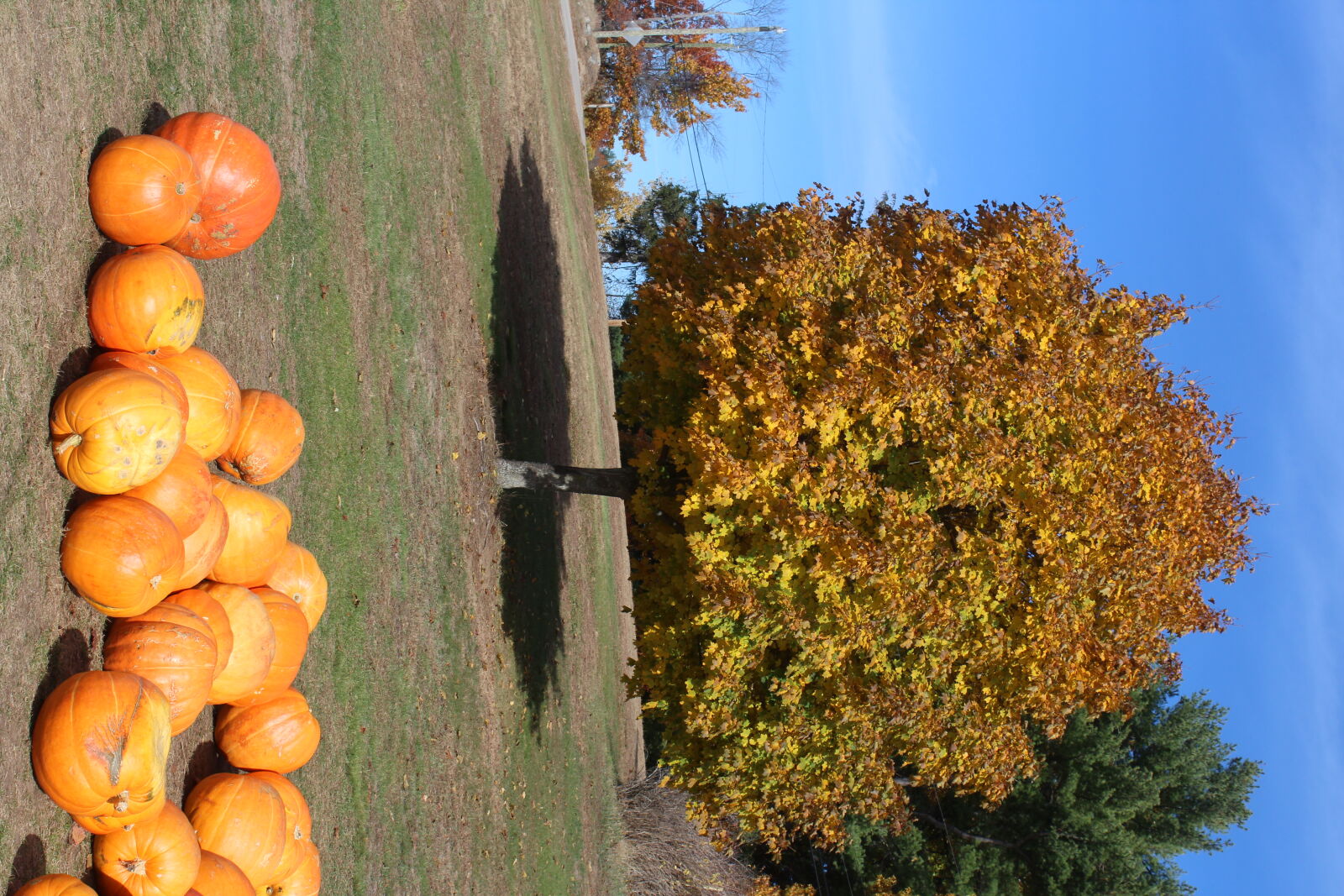 Canon EOS 1200D (EOS Rebel T5 / EOS Kiss X70 / EOS Hi) sample photo. Autumn photography