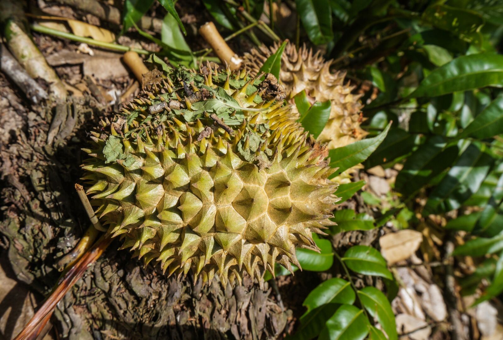 Sony Alpha NEX-3N + Sony E 16-50mm F3.5-5.6 PZ OSS sample photo. Fruit, durian, tropical photography