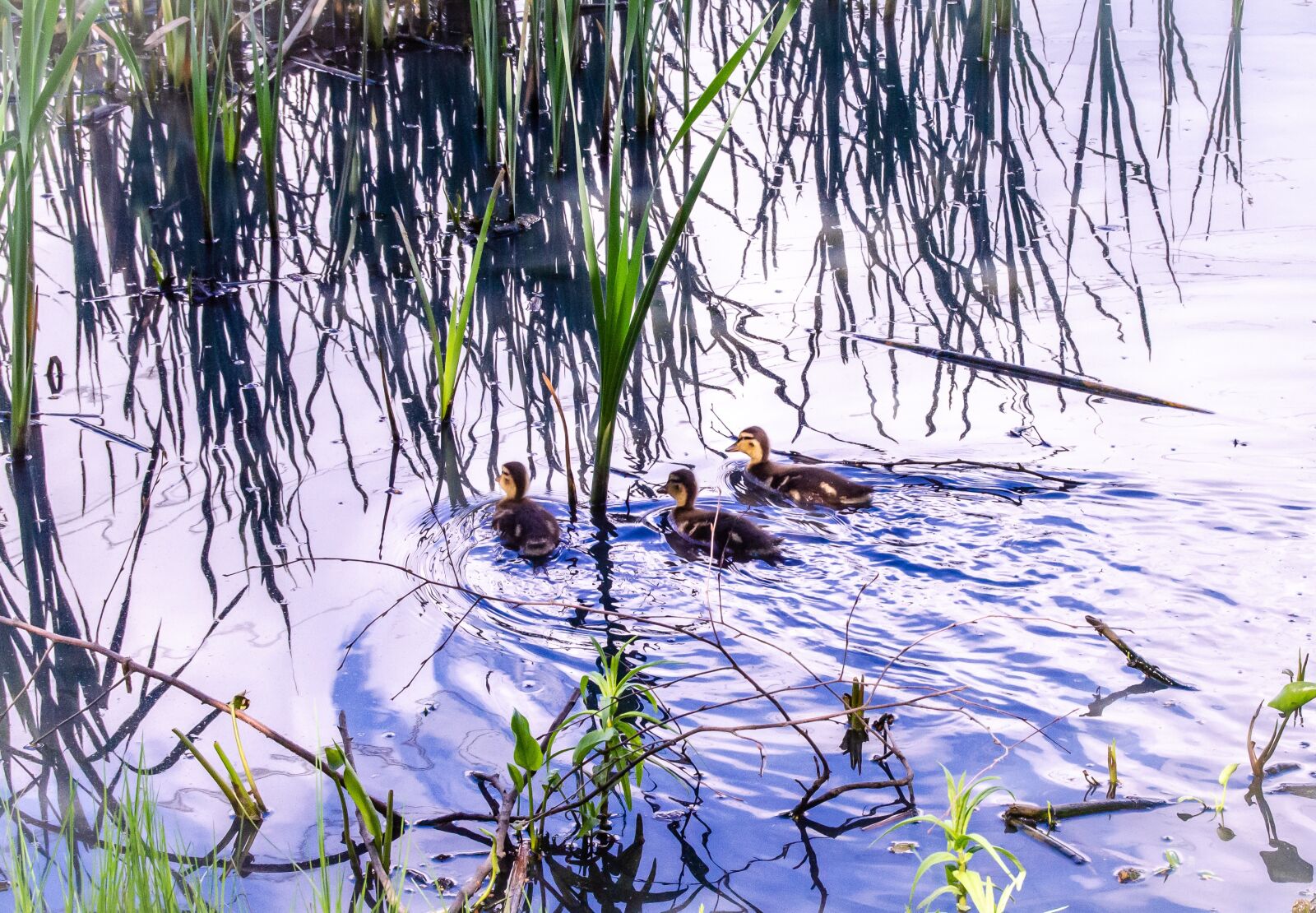 Nikon D5100 sample photo. Duckling, ducks, nature photography