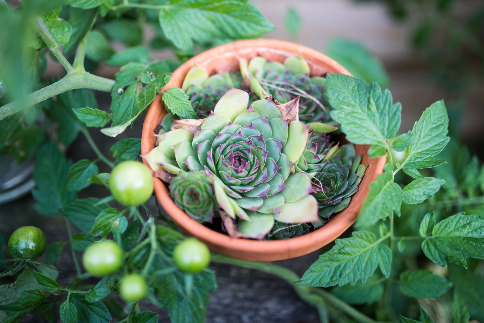 Canon EOS 6D sample photo. Agriculture, blur, close-up photography