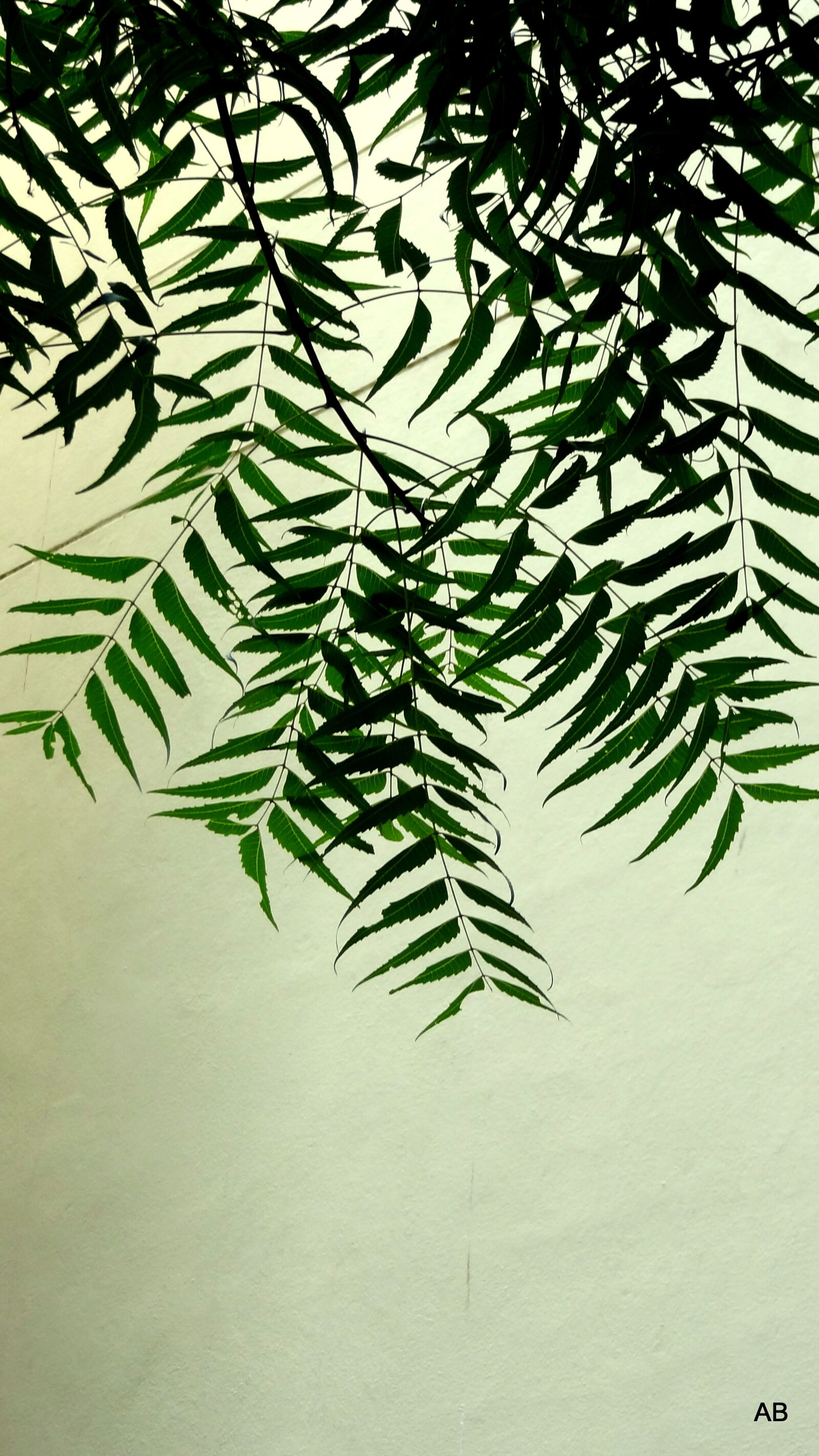 Sony Cyber-shot DSC-HX9V sample photo. Hanging, leaves photography