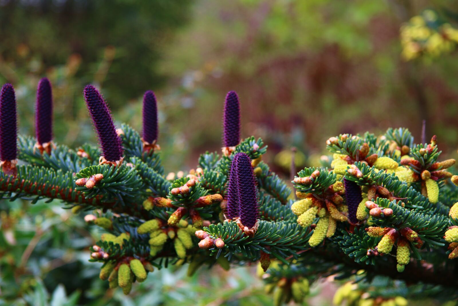 Canon EF-S 17-85mm F4-5.6 IS USM sample photo. Tap, fir tree, nature photography