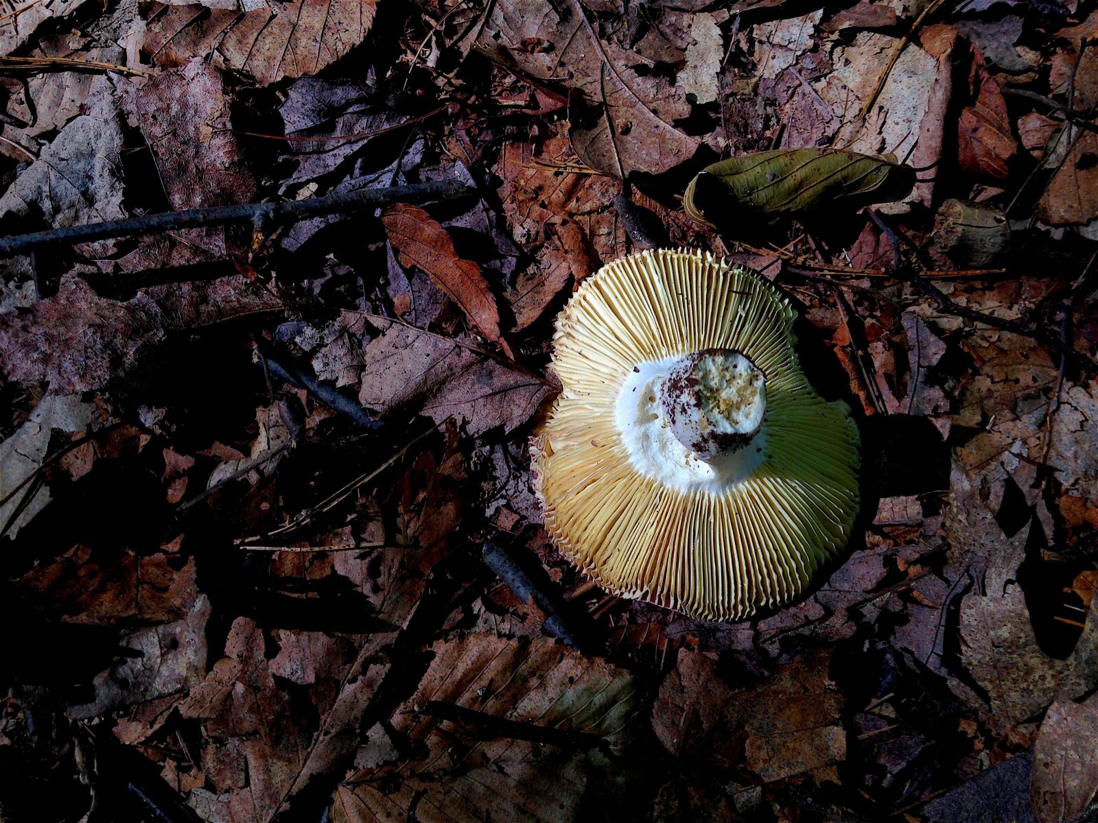 Apple iPhone 5c sample photo. Mushroom, forest, shadow photography