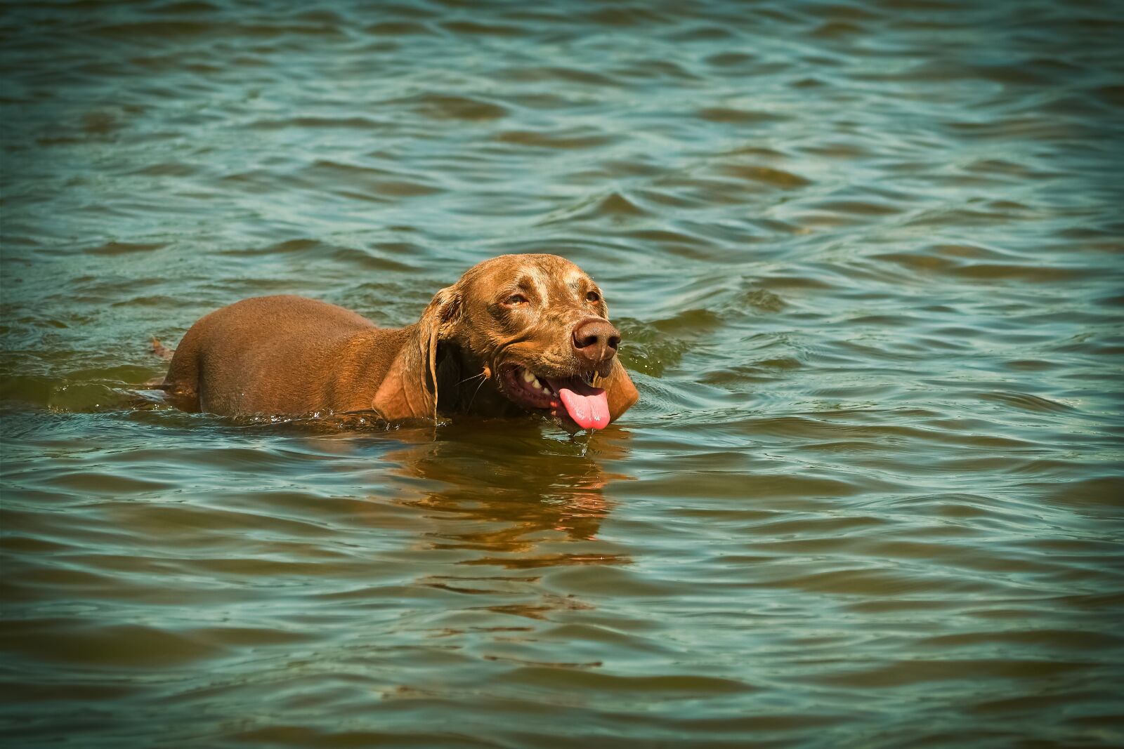 Olympus OM-D E-M10 sample photo. Dog, weimaraner, animal photography