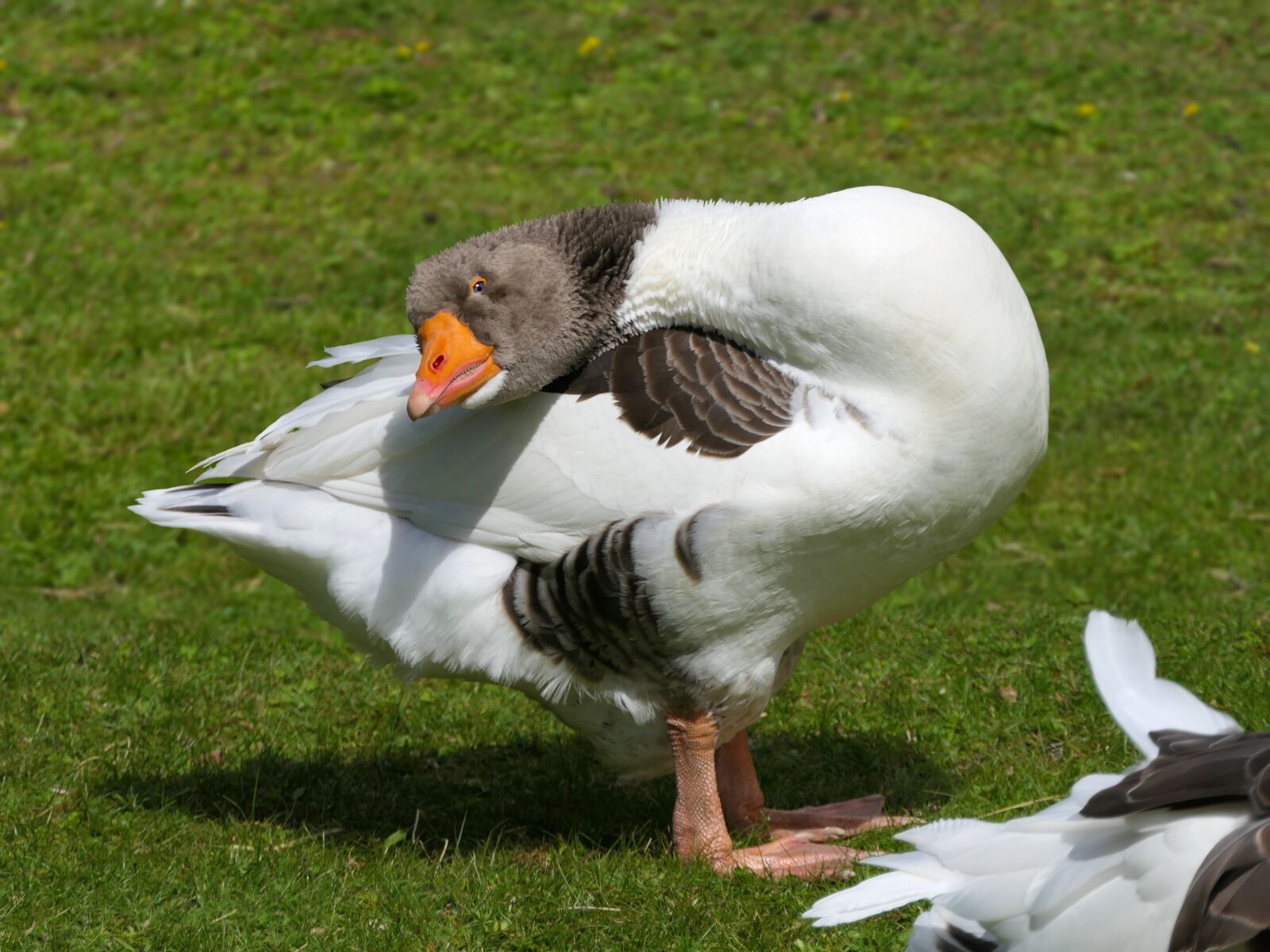 Panasonic Lumix DMC-FZ2500 (Lumix DMC-FZ2000) sample photo. Goose, look, neck photography