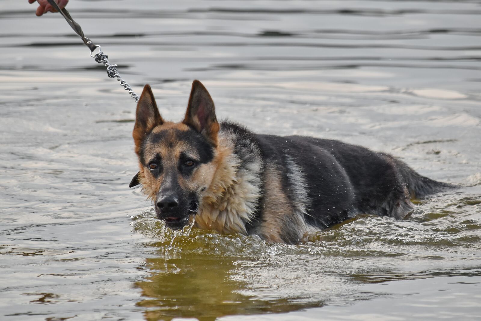 Nikon D5500 sample photo. German, pedigree, shepherd dog photography