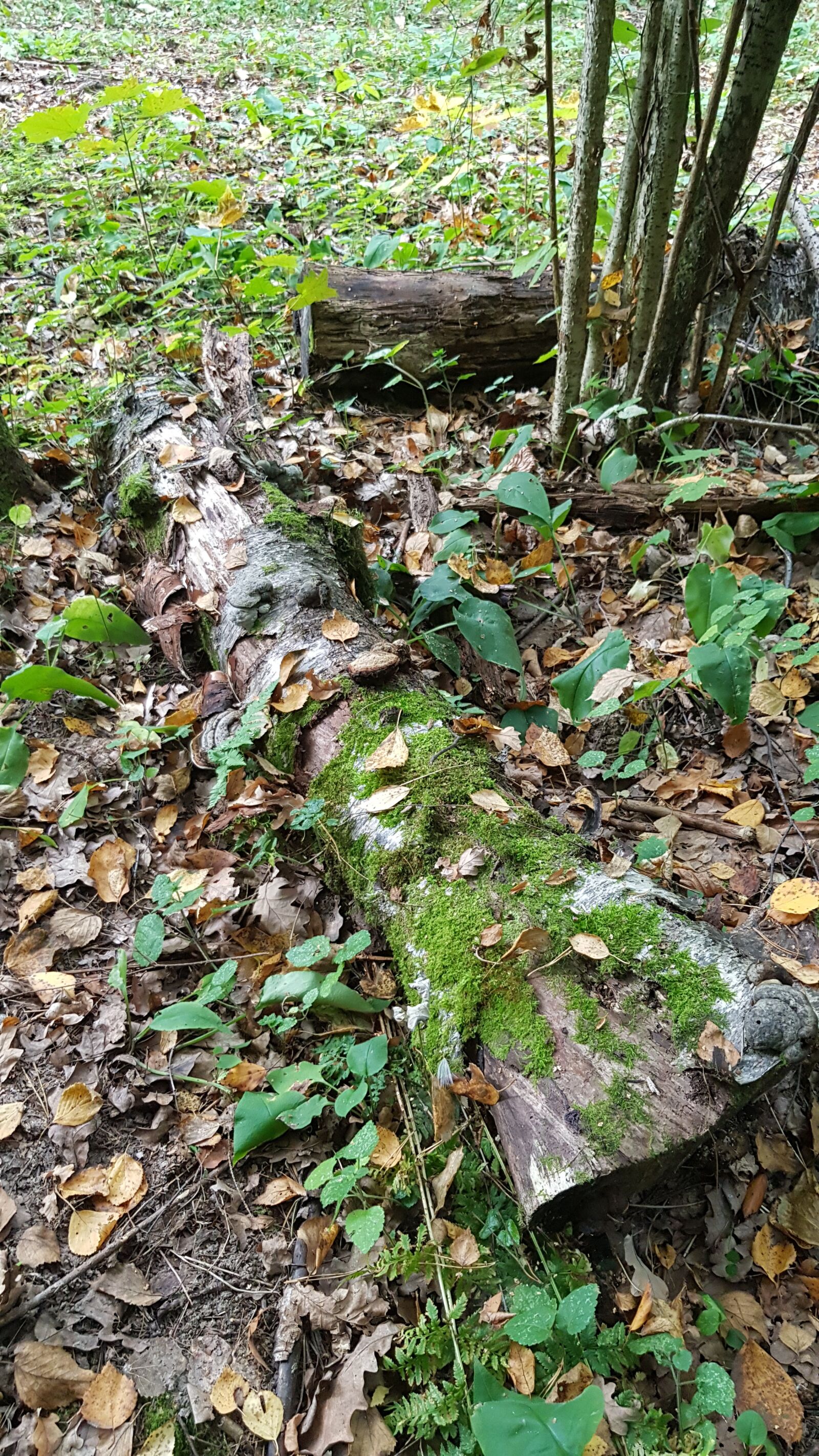 Samsung Galaxy S8 sample photo. Tree, green, log photography