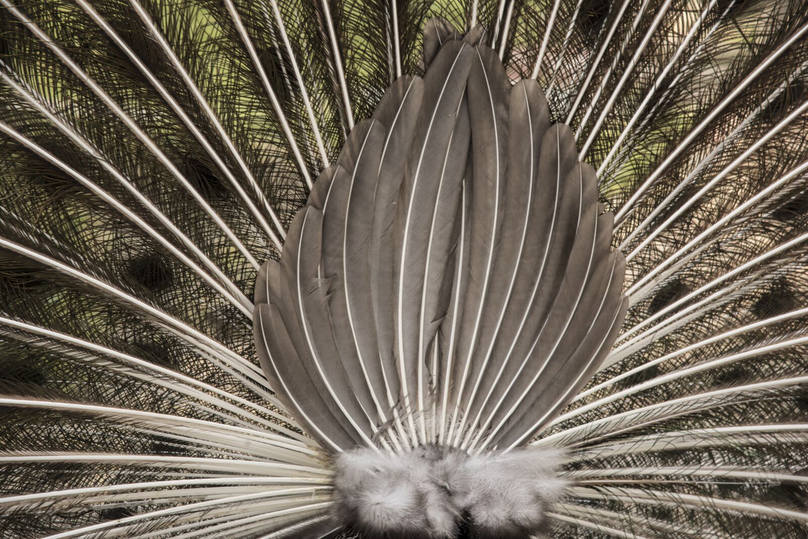 Nikon D750 sample photo. Peacock, ass, feathers photography