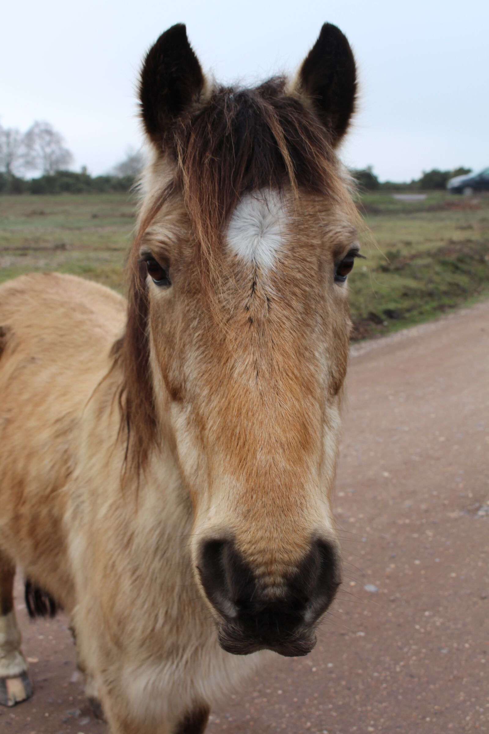 Canon EOS 700D (EOS Rebel T5i / EOS Kiss X7i) sample photo. Ponies, new forest, hampshire photography