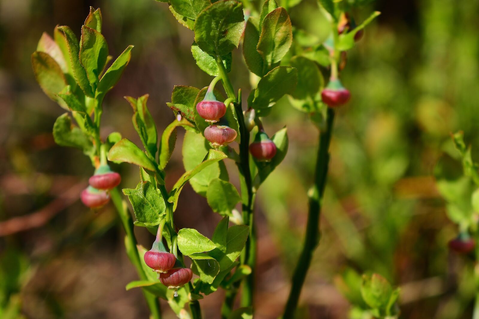 Nikon D5200 sample photo. Forest fruit, blueberry, wild photography