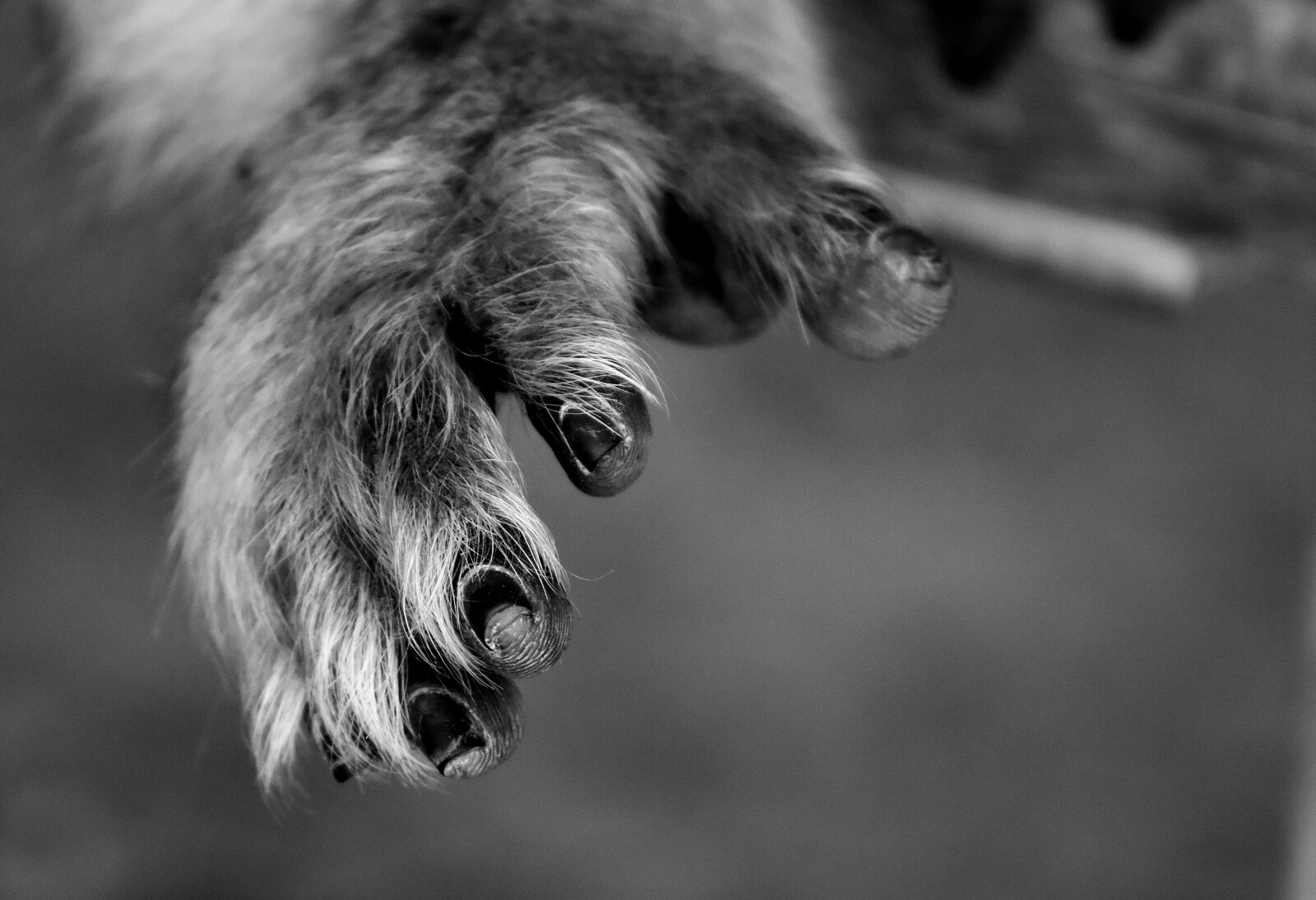 Nikon D7200 sample photo. Barbary ape, hand, endangered photography