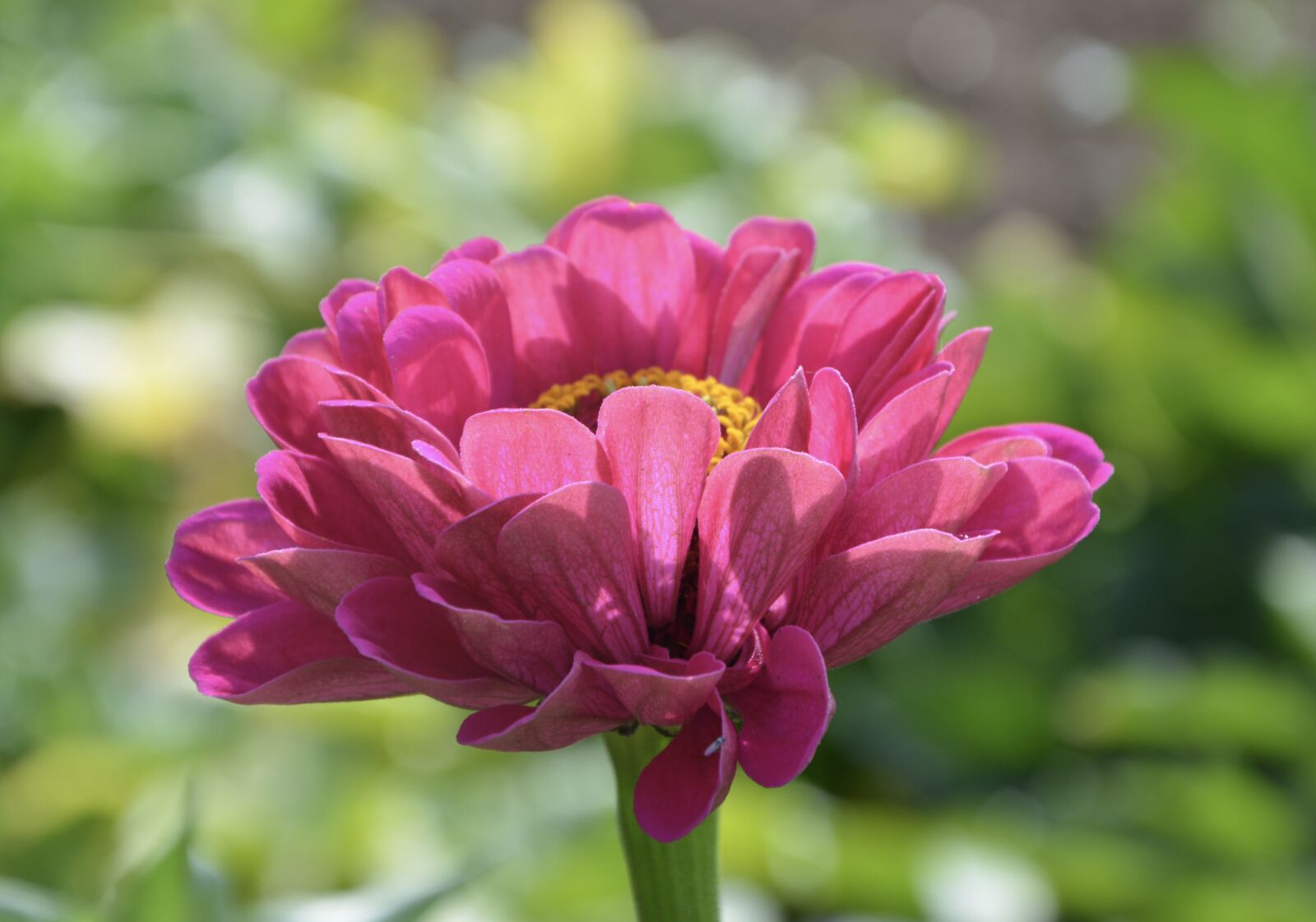 Nikon D5200 sample photo. Flower, flowers, petals photography