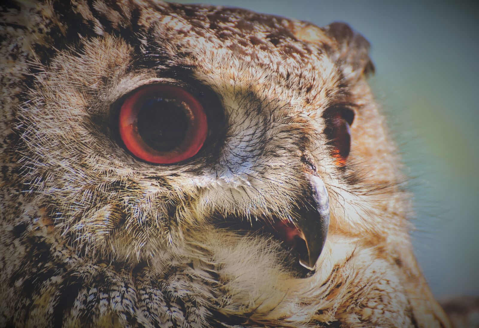 Nikon D7200 sample photo. Owl, bird, feather photography