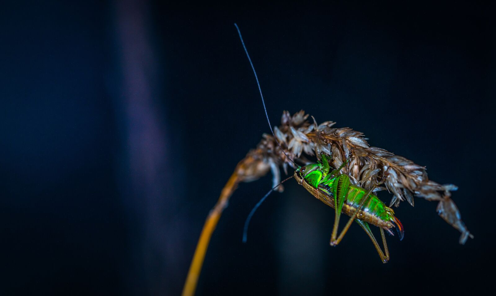 Canon EF 100mm F2.8L Macro IS USM sample photo. Insect, nature, bespozvonochnoe photography