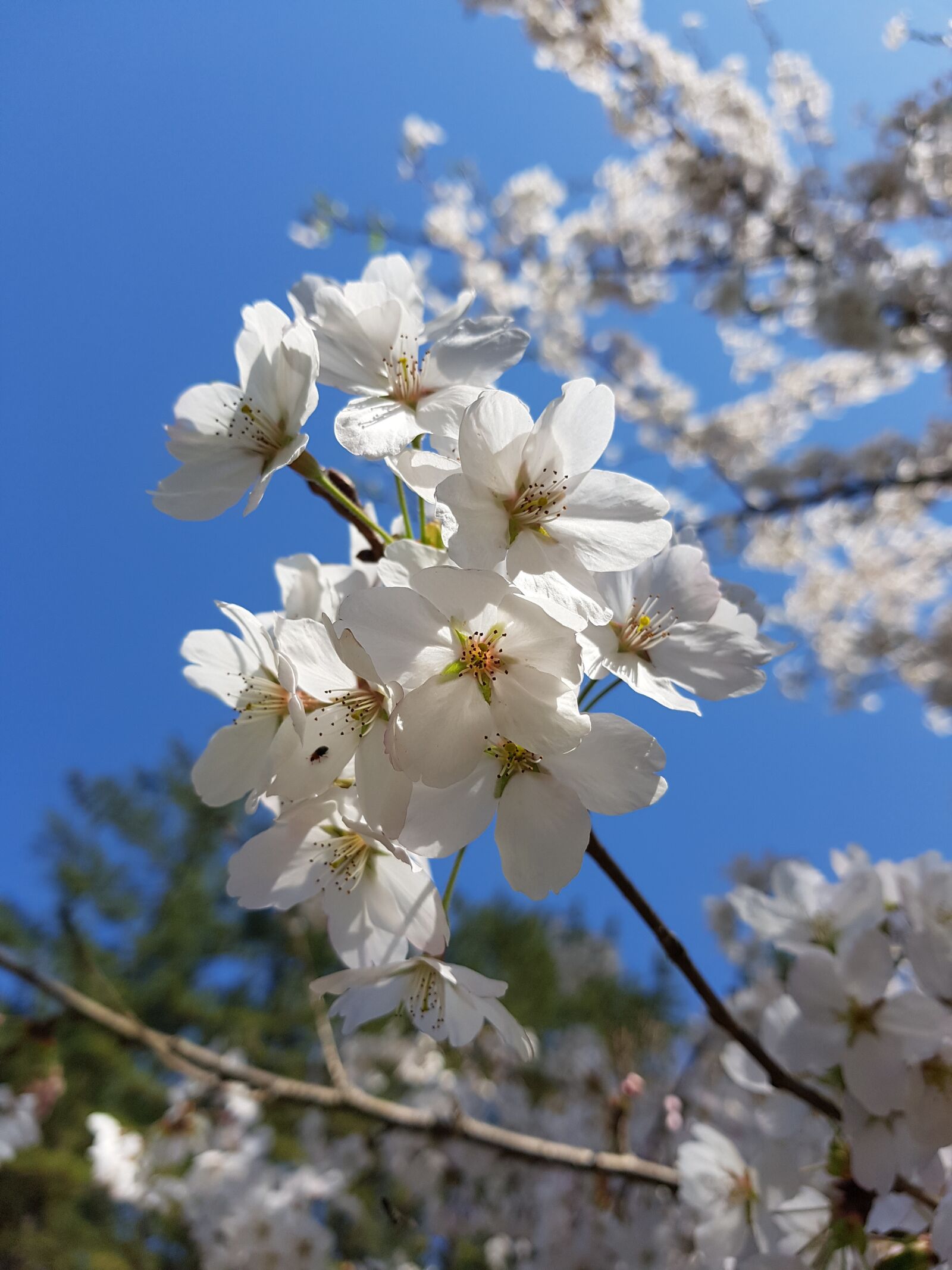 Samsung Galaxy S7 sample photo. Spring, spring flowers, cherry photography