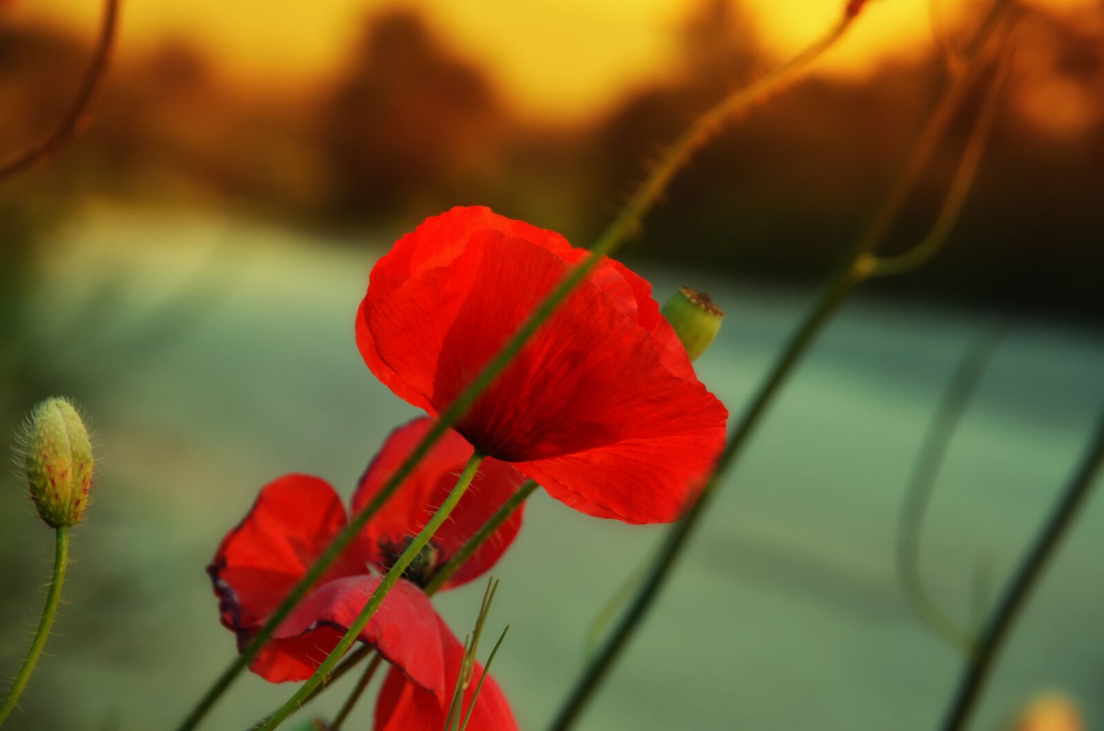 Nikon D7000 sample photo. Poppy, spring flowers, red photography