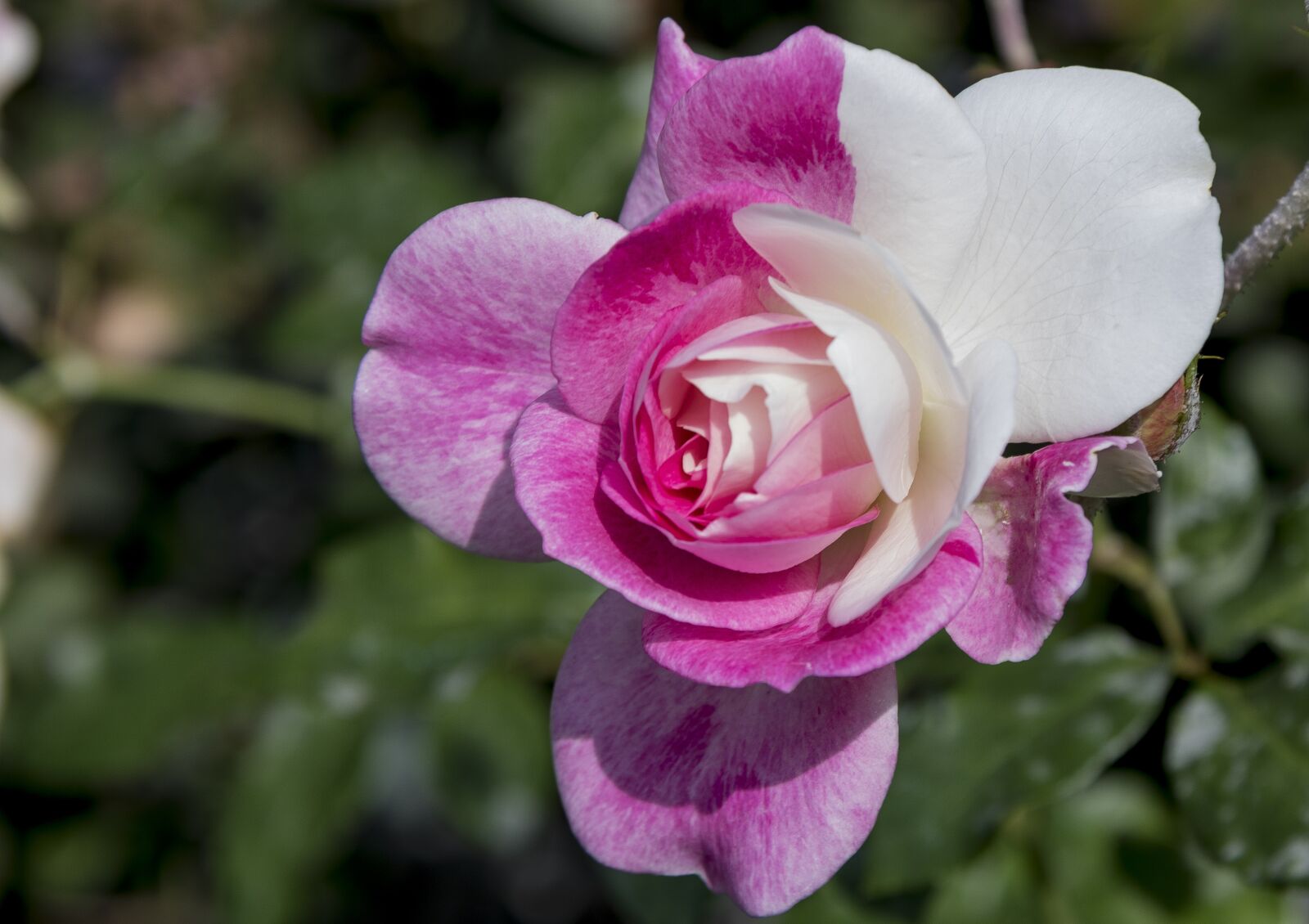 Canon EOS 750D (EOS Rebel T6i / EOS Kiss X8i) sample photo. Flower, nature, flora photography