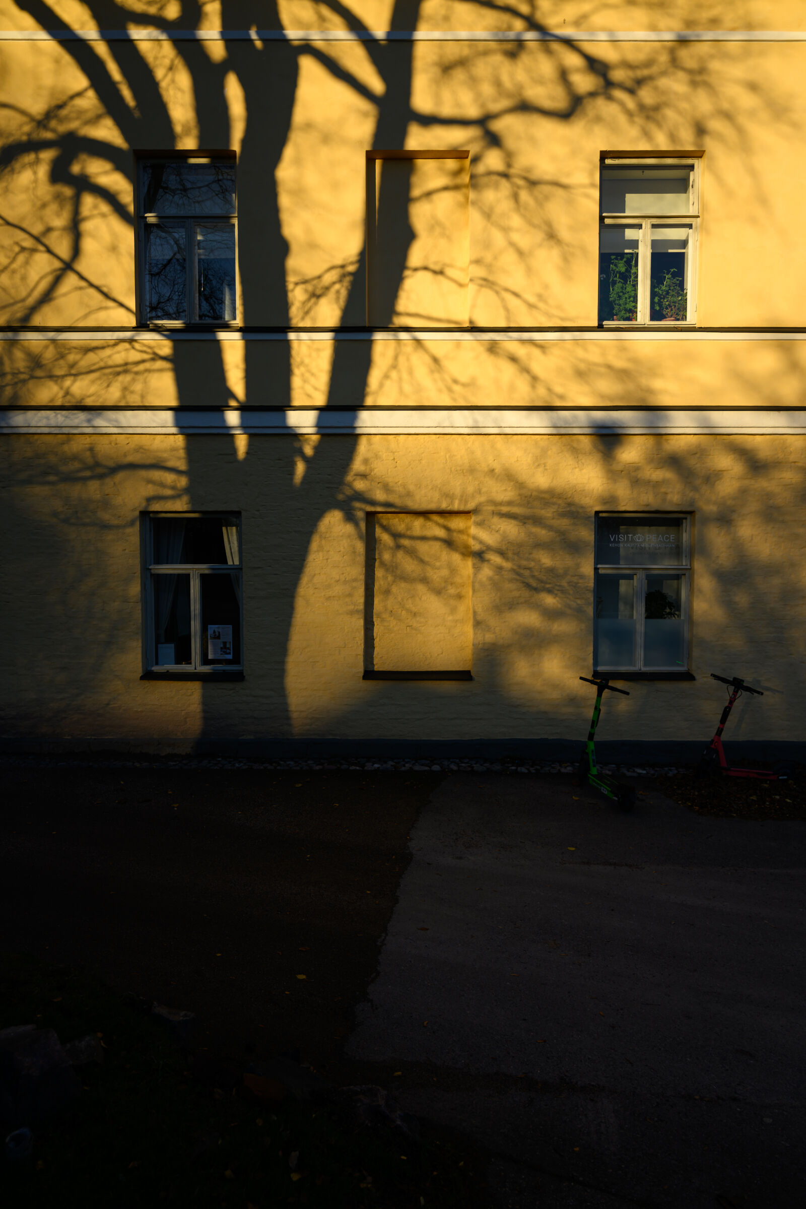 Nikon Z9 sample photo. Sunrise tree shadow photography