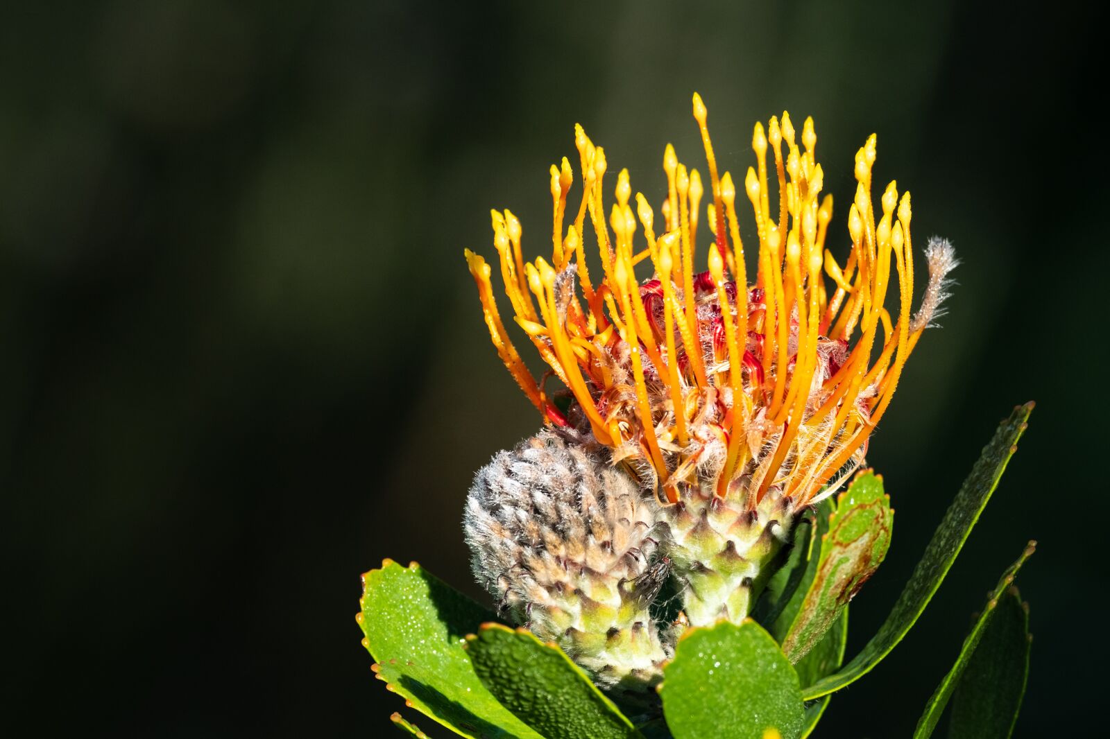 M.300mm F4.0 + MC-14 sample photo. Pincushion, protea, flower photography