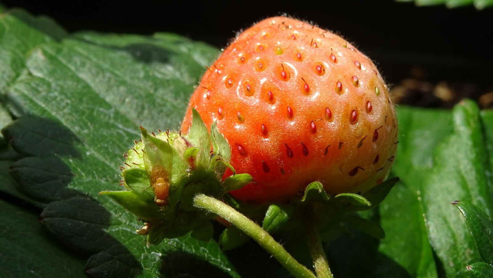 Sony DSC-HX60 sample photo. Strawberry, red, bow tie photography