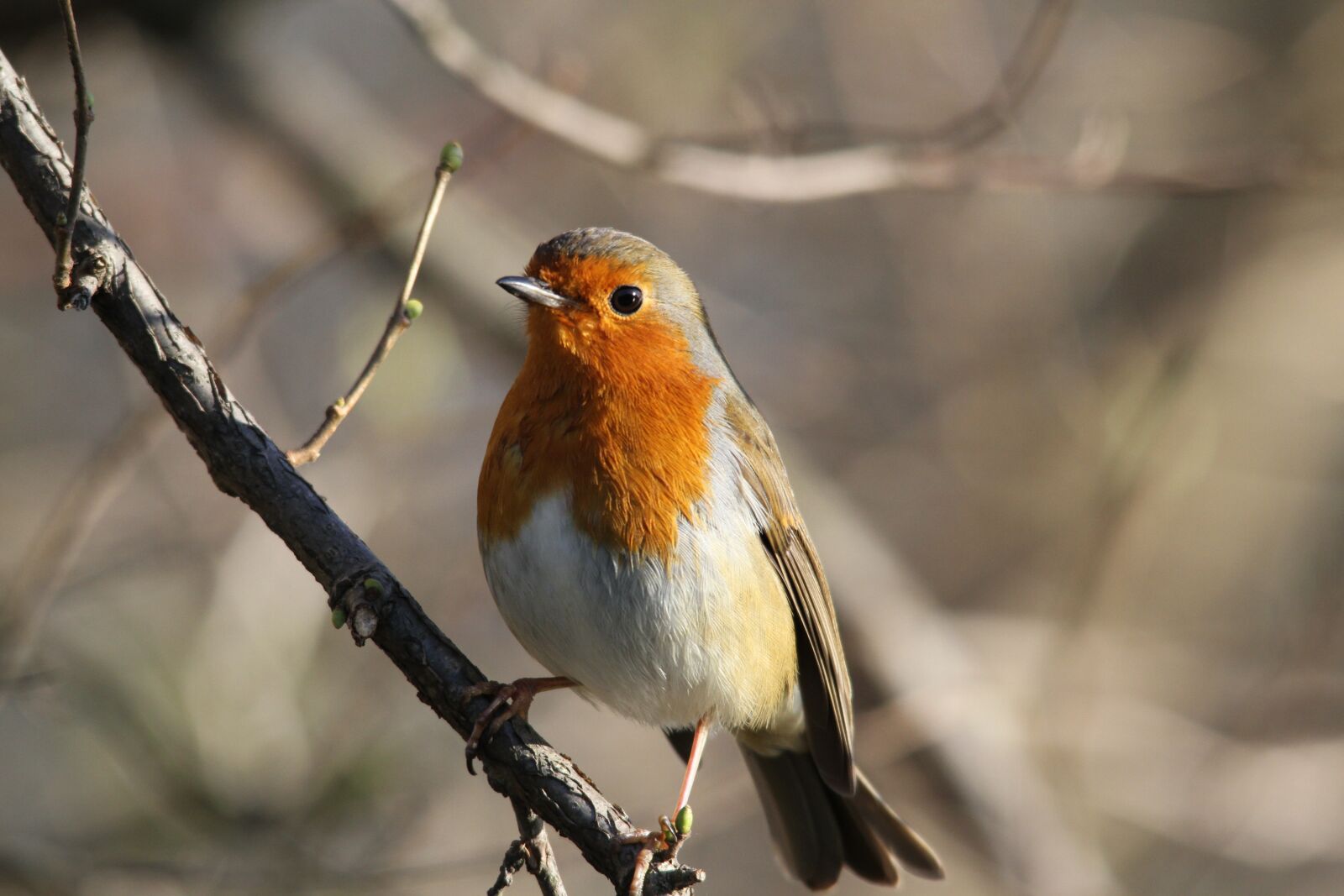Canon EOS 7D sample photo. Robin, bird, redbreast photography