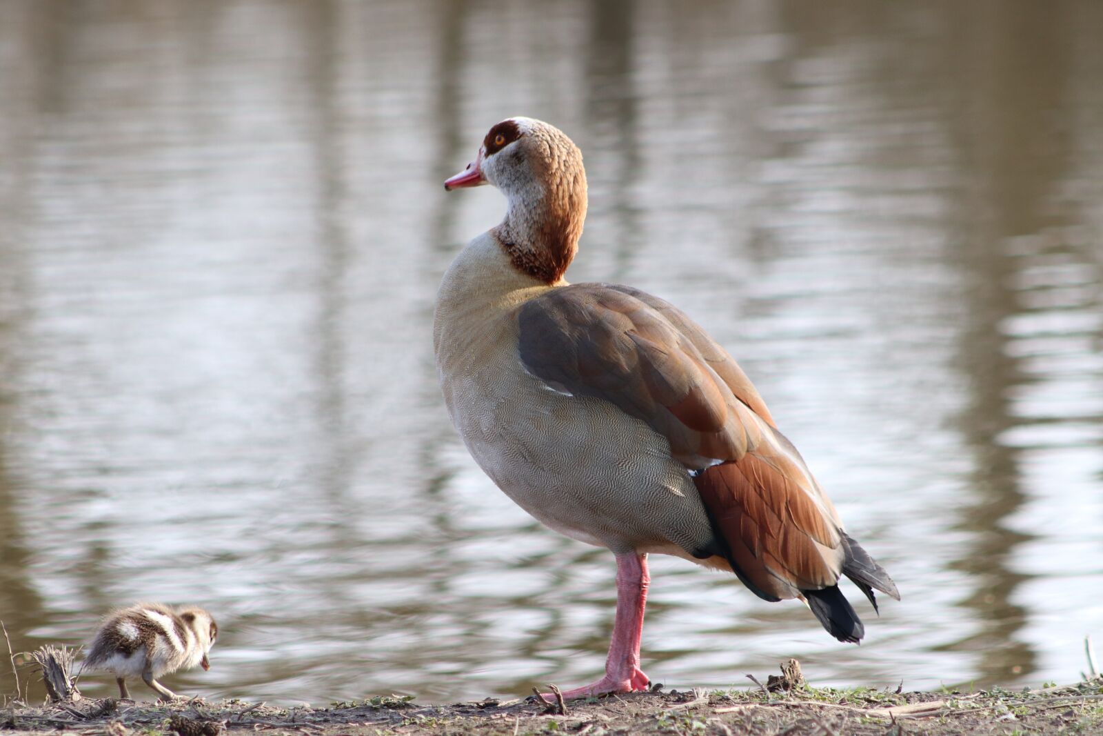 Canon EOS 800D (EOS Rebel T7i / EOS Kiss X9i) sample photo. Nilgans, goose, wild goose photography