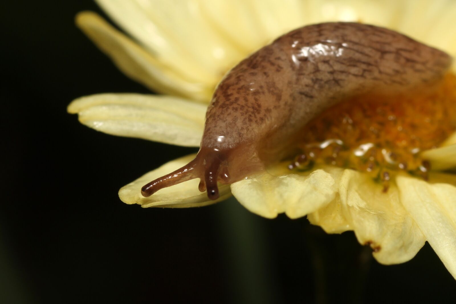 Canon EOS 60D sample photo. Snail, baby, small photography
