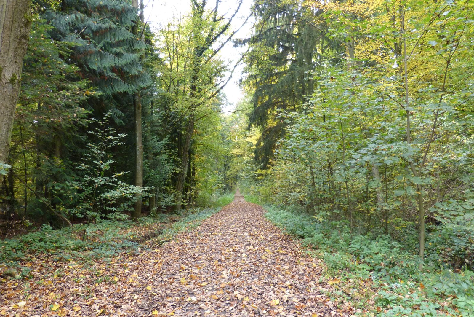 Panasonic Lumix DMC-FZ150 sample photo. Forest, autumn, leaves photography