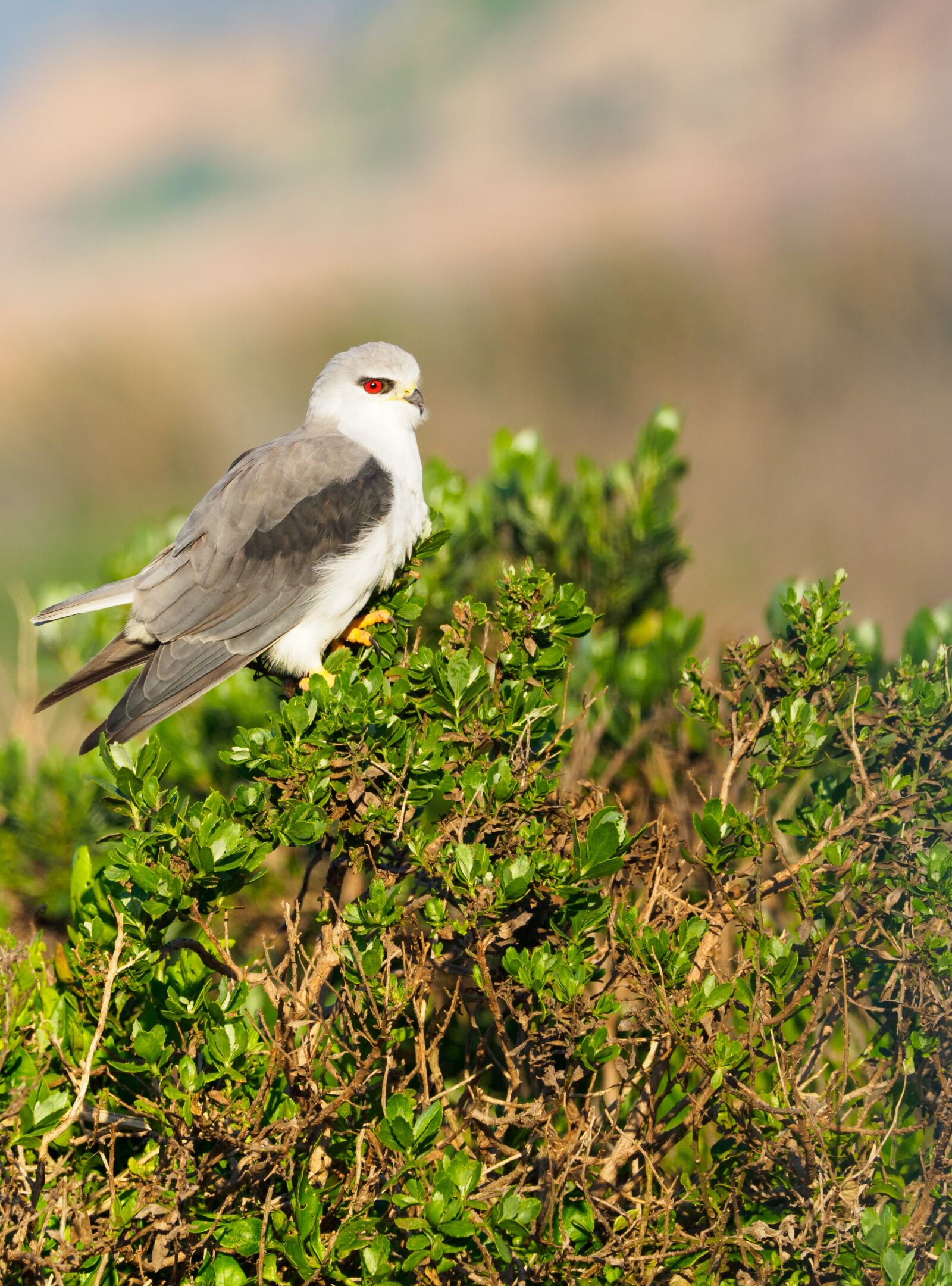 M.300mm F4.0 + MC-14 sample photo. Black-winged kite, black-shouldered kite photography