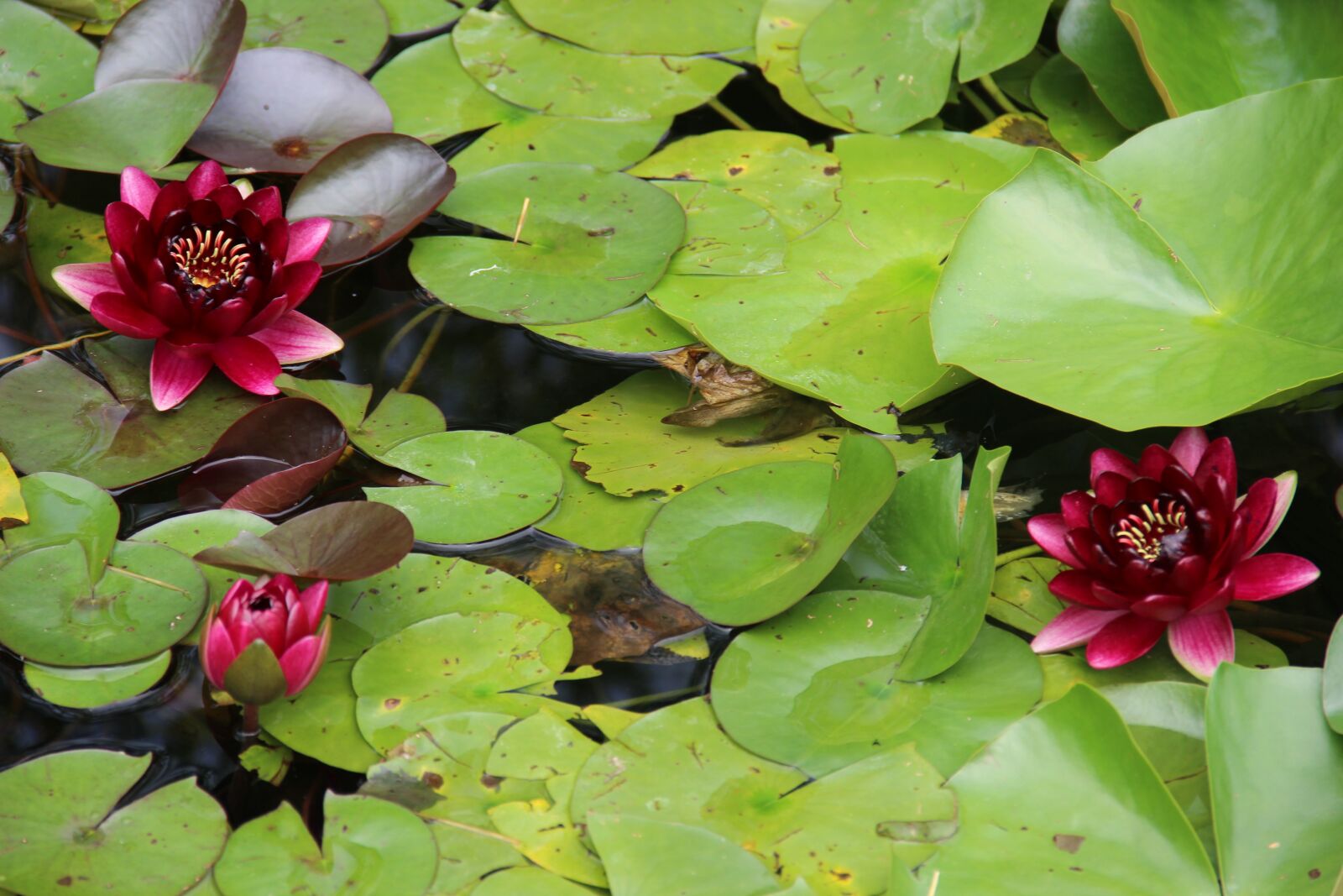 Canon EF-S 18-135mm F3.5-5.6 IS sample photo. Zen, water lilly, lotus photography