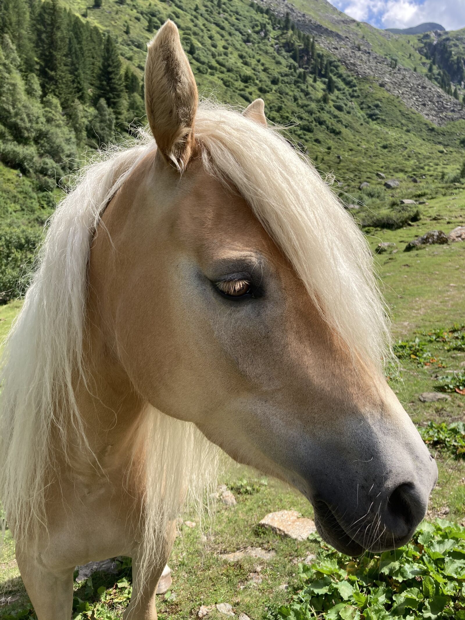 Apple iPhone SE (2nd generation) sample photo. Horse, haflinger, pony photography