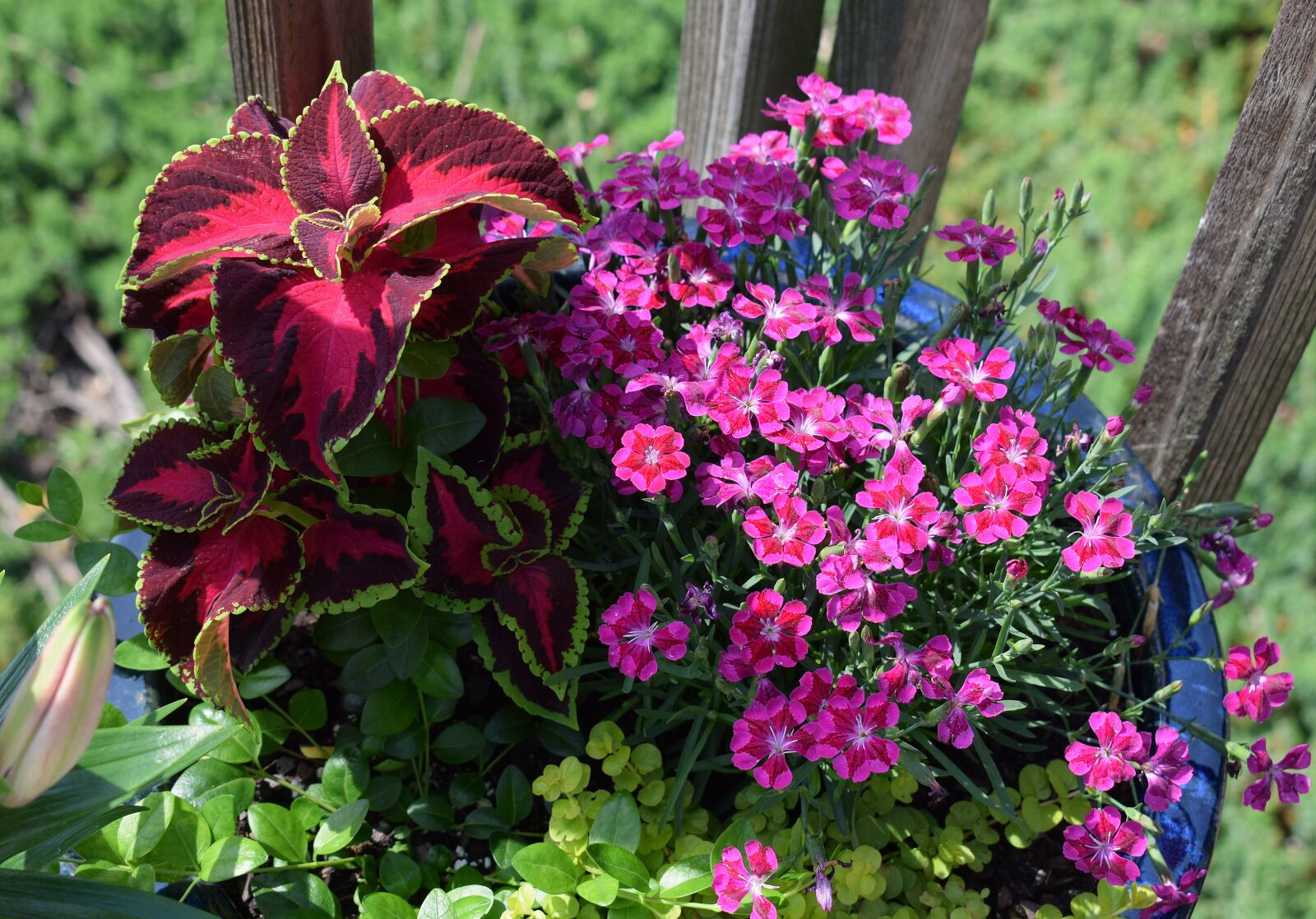 Nikon D3300 sample photo. Bright flowers, coleus, carnation photography