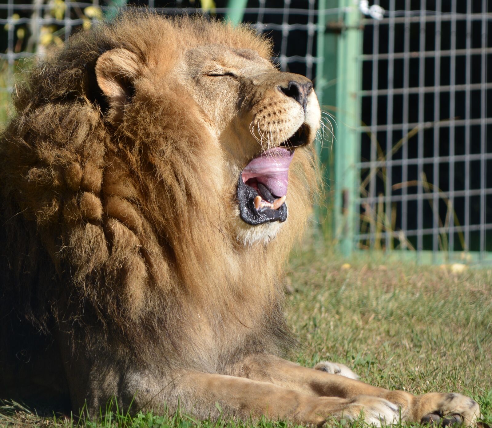 Nikon D5200 sample photo. Lion, nature, roaring photography