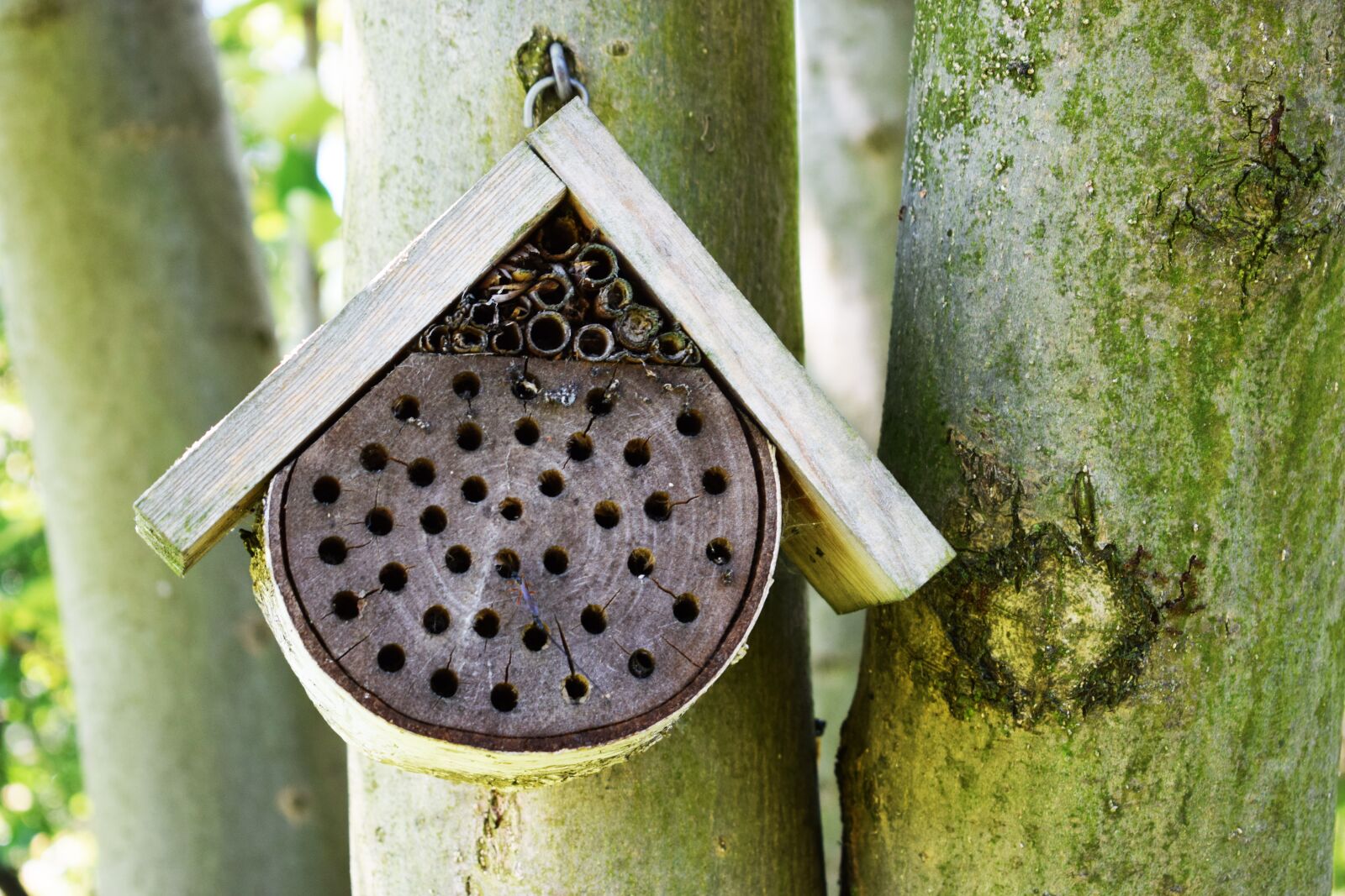 Nikon D3300 sample photo. Ul, bee, honey photography
