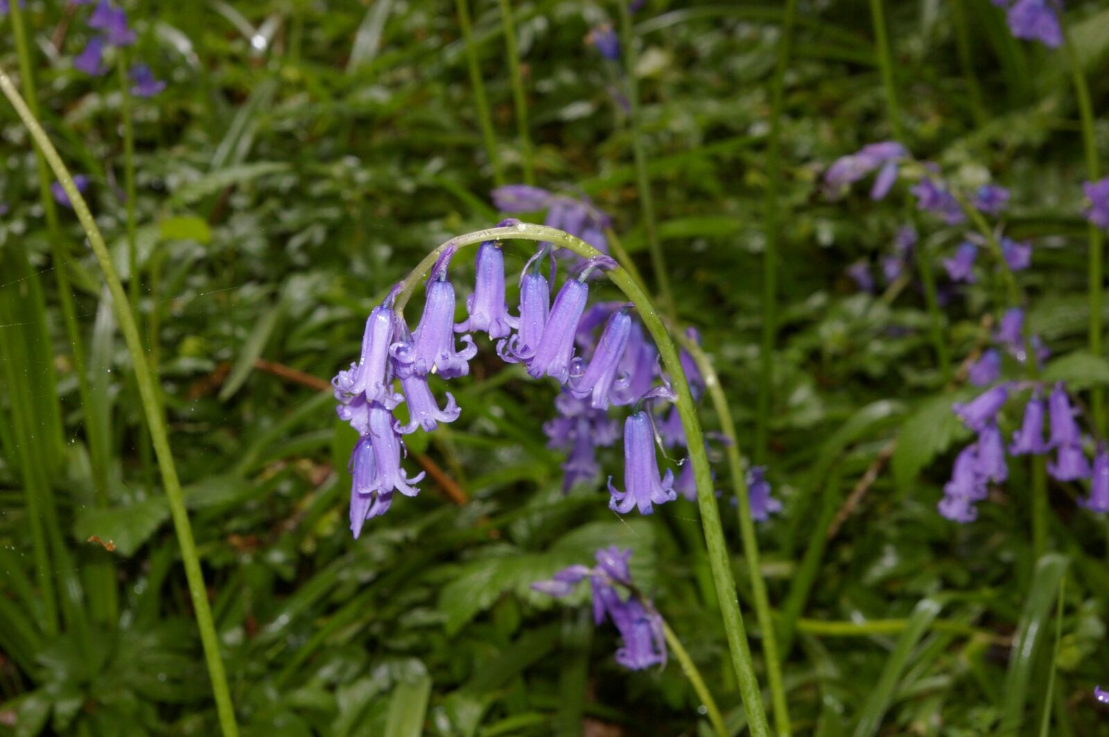 Pentax K100D sample photo. Bluebells, spring, flowers photography
