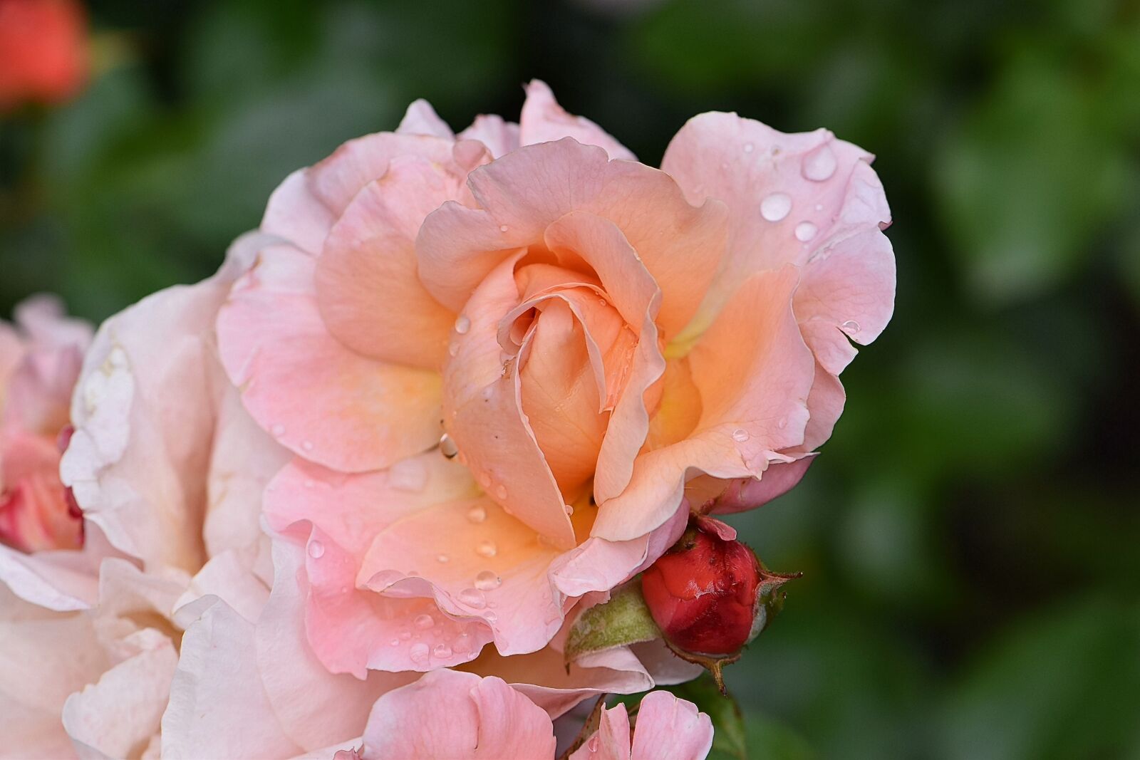 Nikon D5600 sample photo. Rose, rose bloom, blossom photography