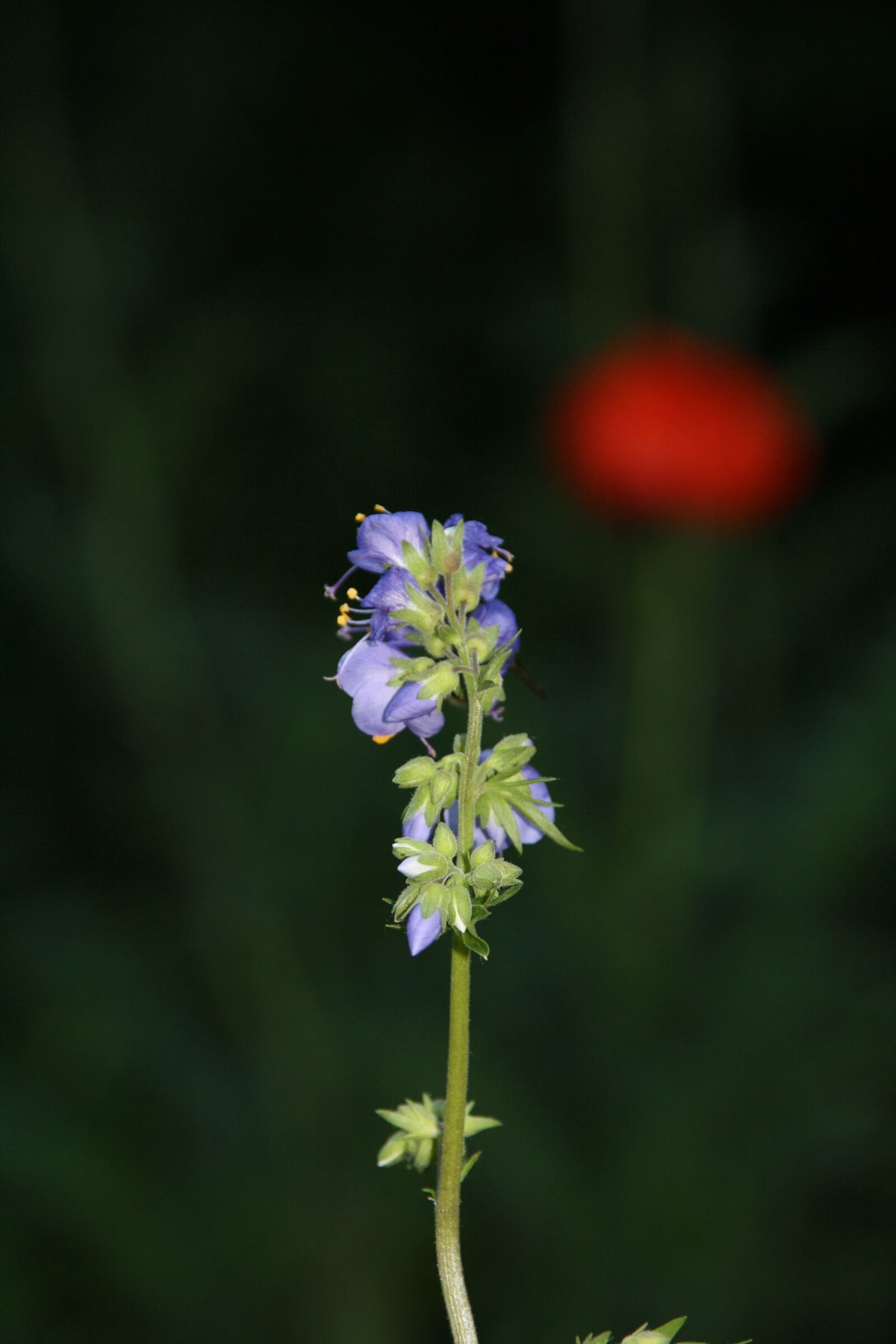 Canon EOS 1000D (EOS Digital Rebel XS / EOS Kiss F) sample photo. Jacob's ladder, garden, blossom photography