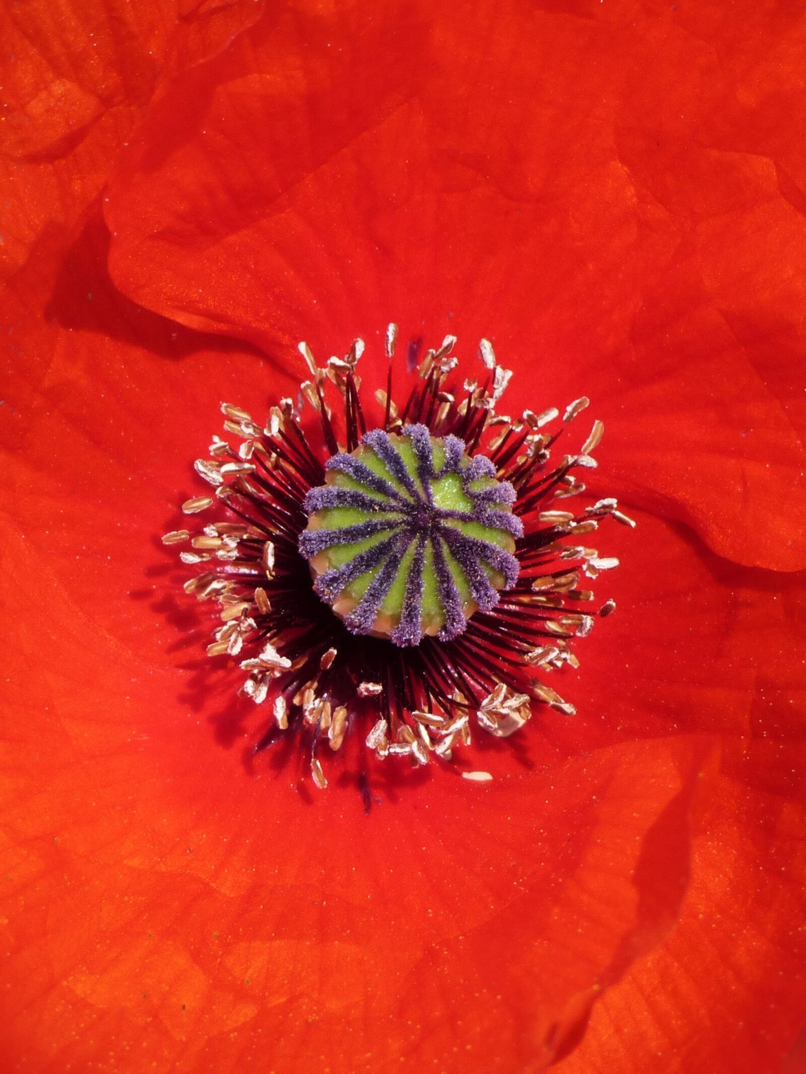 Panasonic Lumix DMC-FZ70 sample photo. Poppy, detail, pollen photography