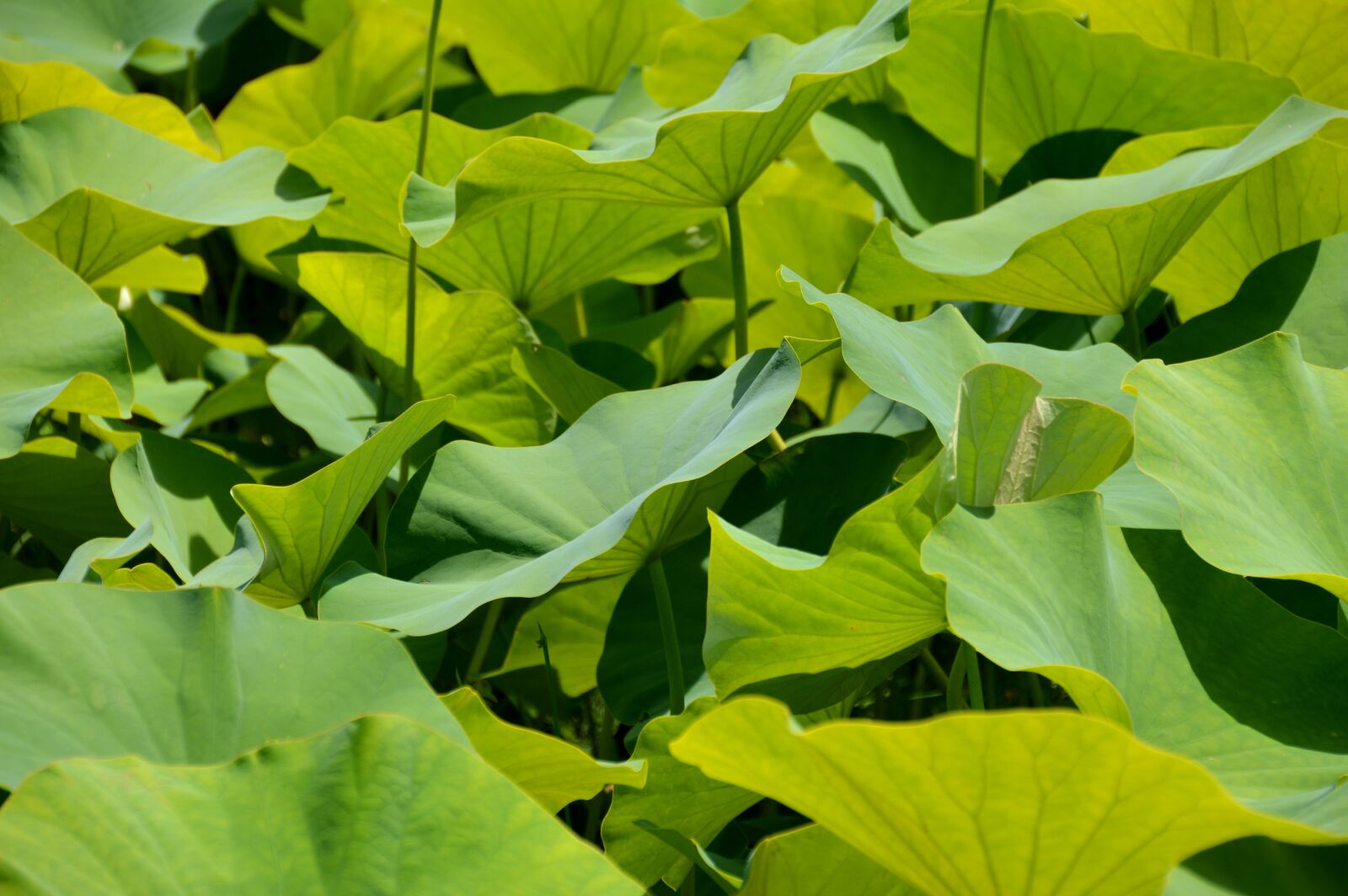 Nikon D3200 sample photo. Green, botany, leaf photography