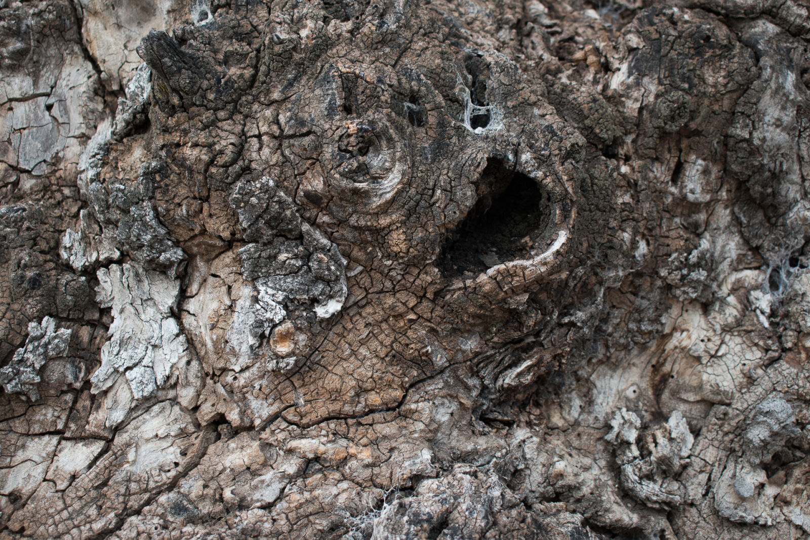 Nikon D5500 sample photo. Bark, tree, bark photography