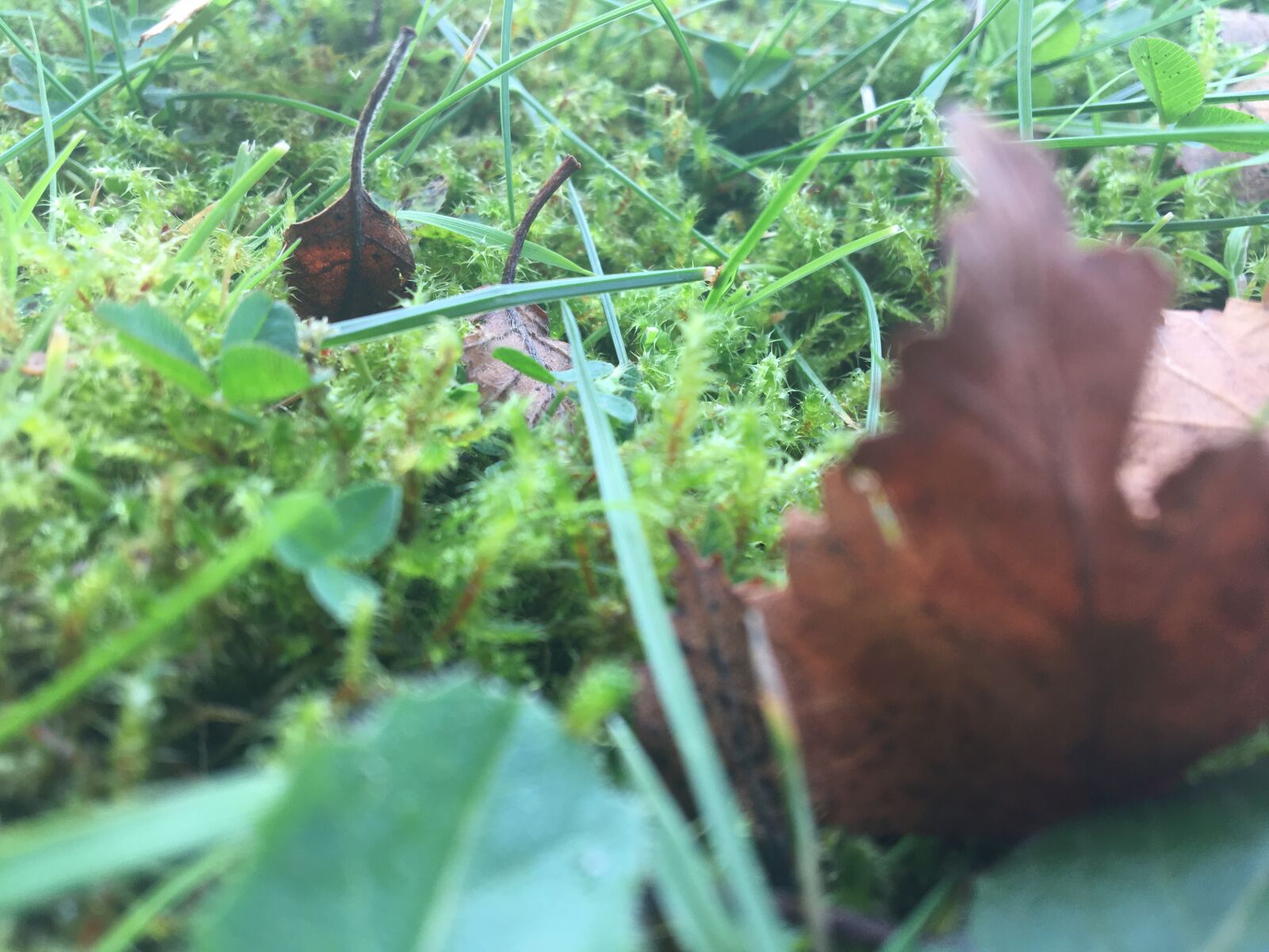 Apple iPhone 6s sample photo. Leaf, moss, forest photography