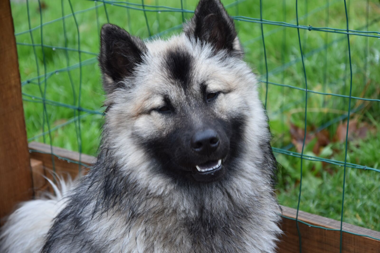 Nikon D5600 sample photo. Dog, dog eurasier, dog photography