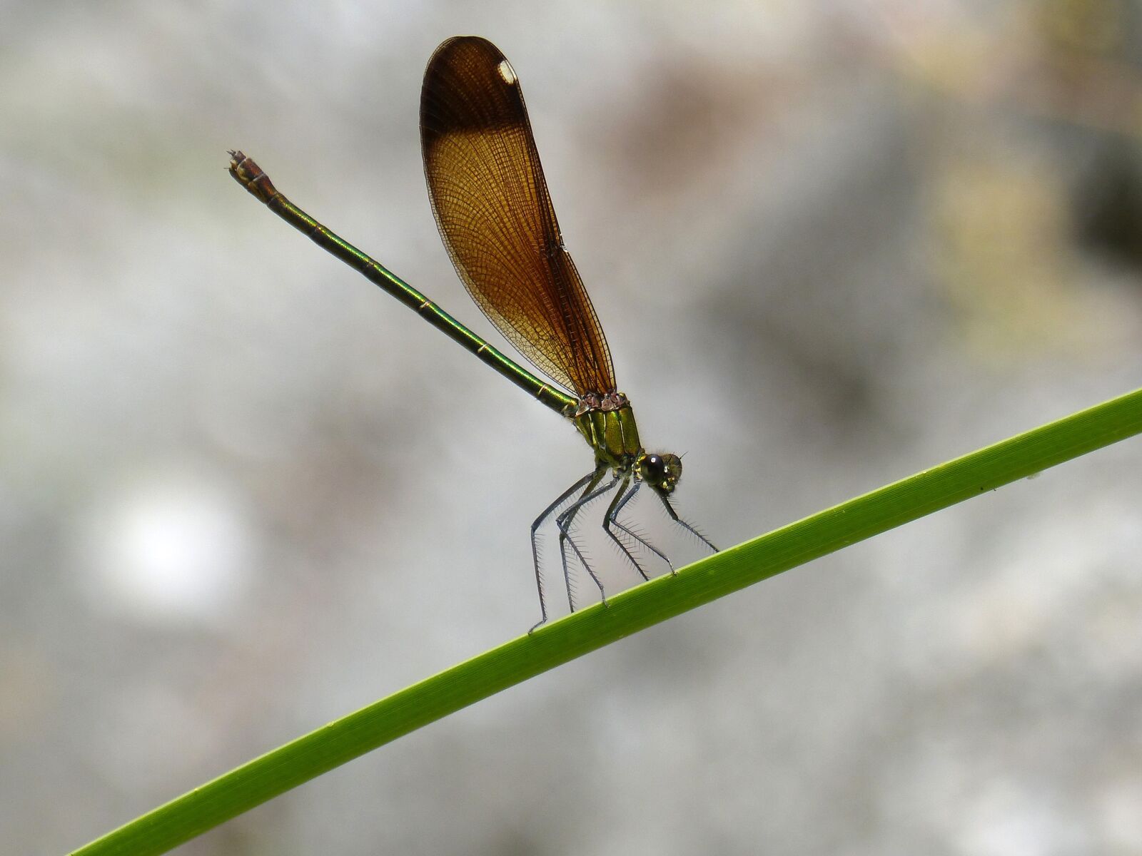 Panasonic DMC-FZ62 sample photo. Dragonfly, damselfly, calopteryx virgo photography