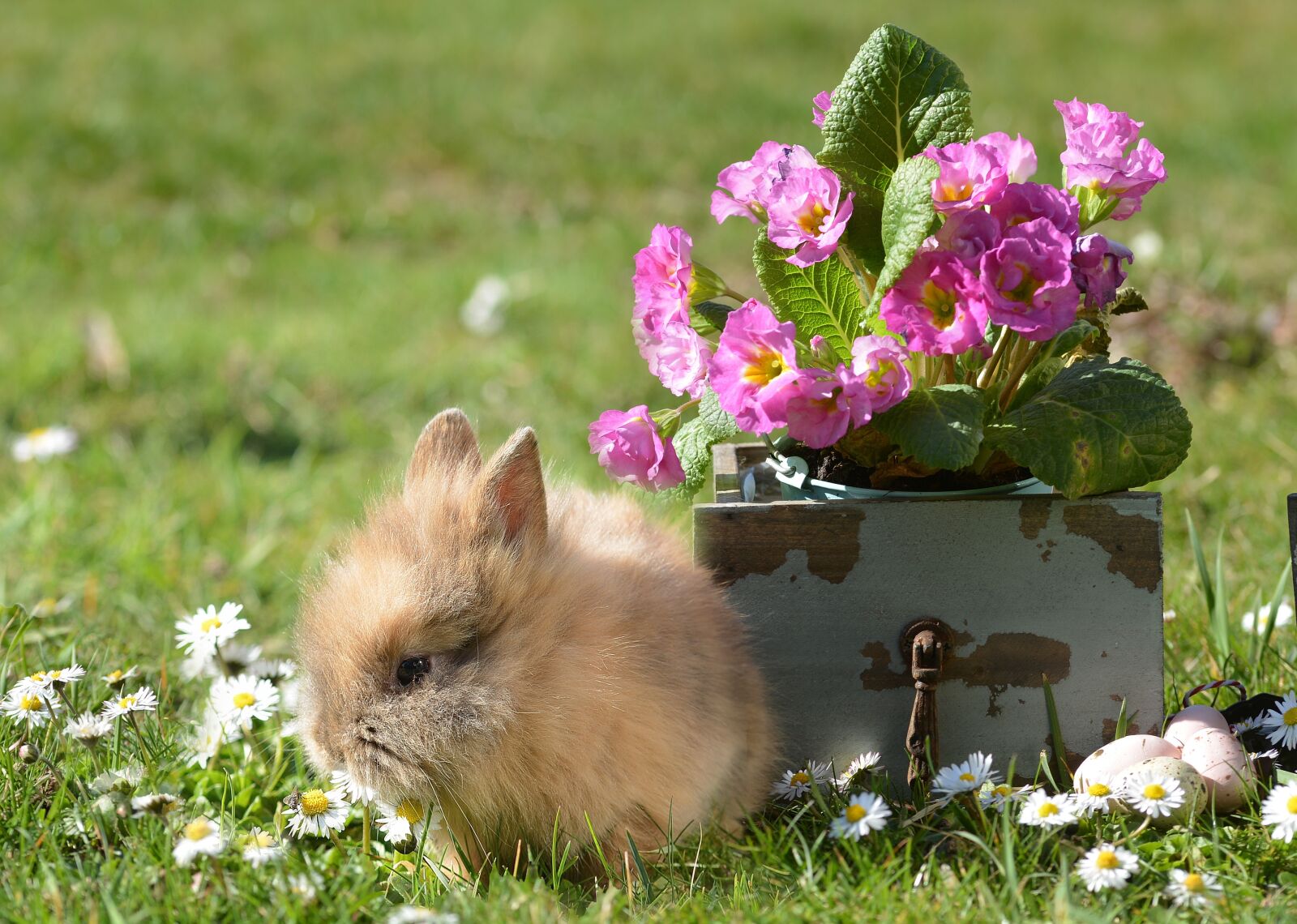 Nikon D7100 sample photo. Rabbit, easter, hare photography