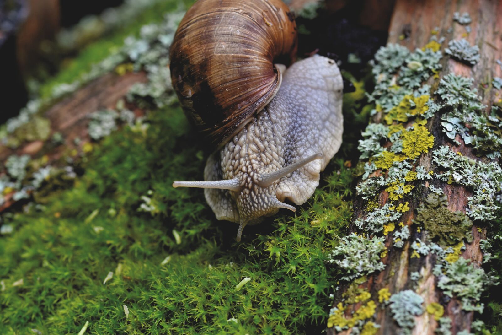 Nikon D7200 sample photo. Snail, shell, mollusk photography