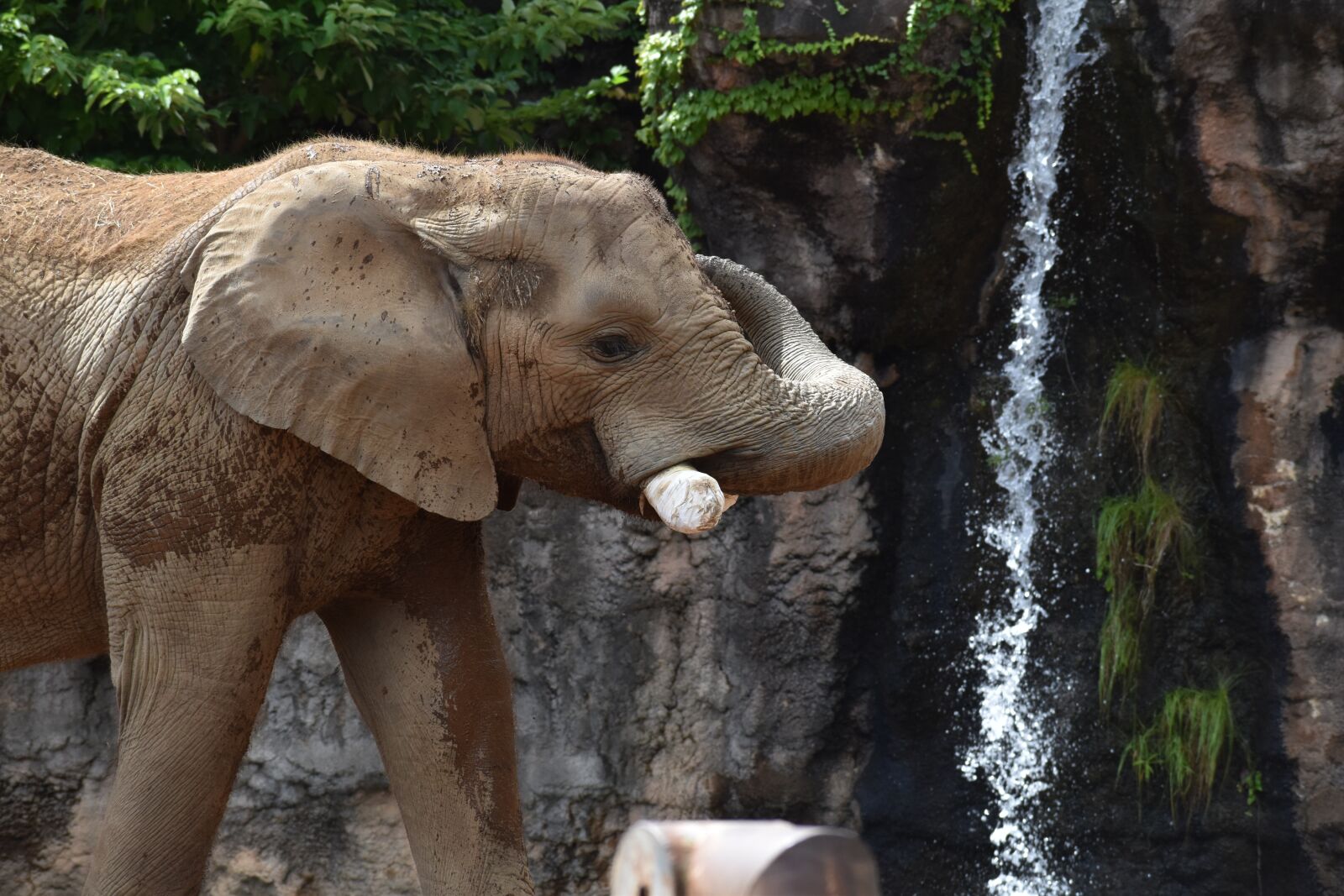 Nikon D5600 sample photo. Zoo, animal, elephant photography