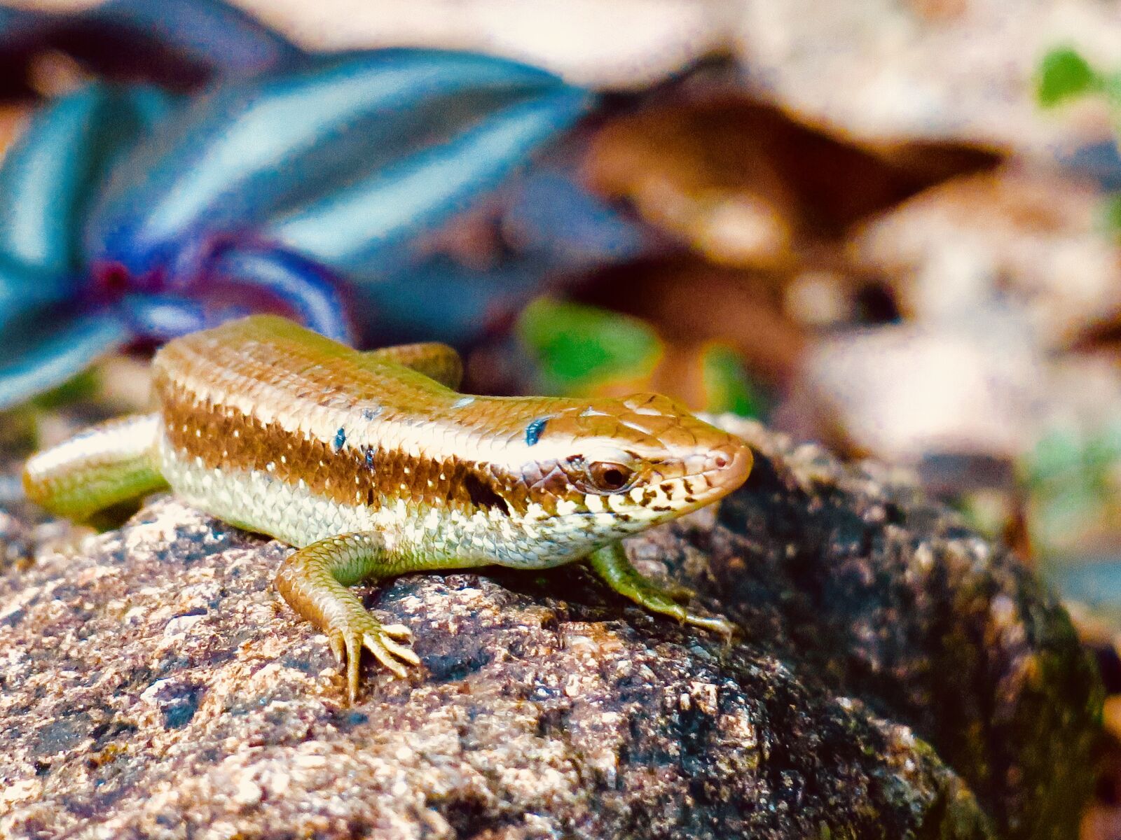 Canon PowerShot G3 X sample photo. Reptile, nature, 覓 food photography