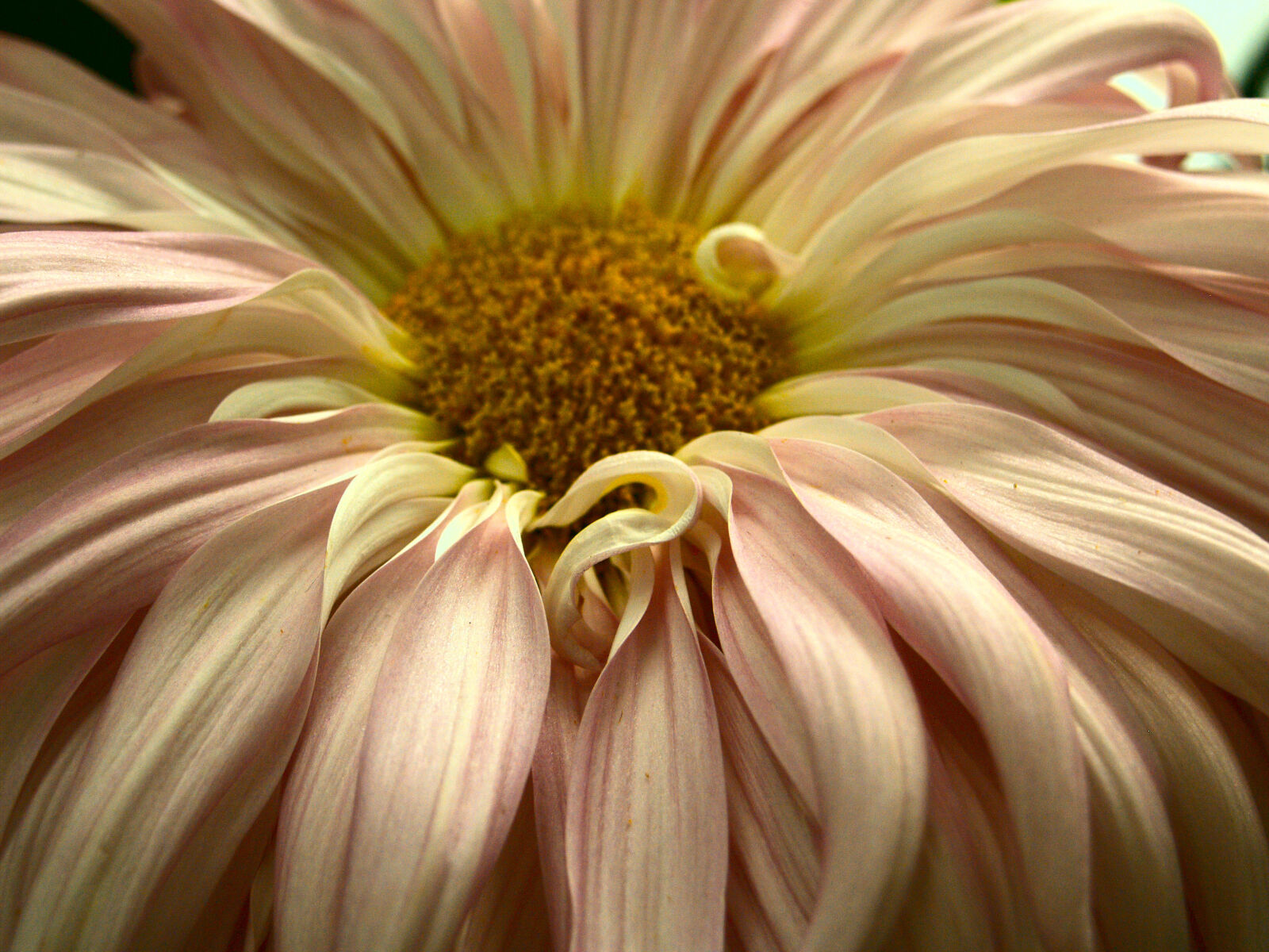 Olympus E-500 (EVOLT E-500) sample photo. Flower, pink photography