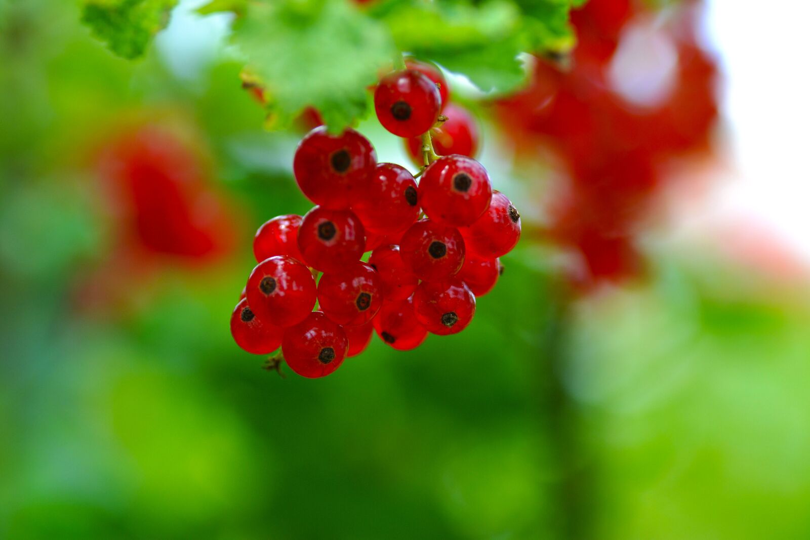 Nikon D3100 sample photo. Currants, red, food photography